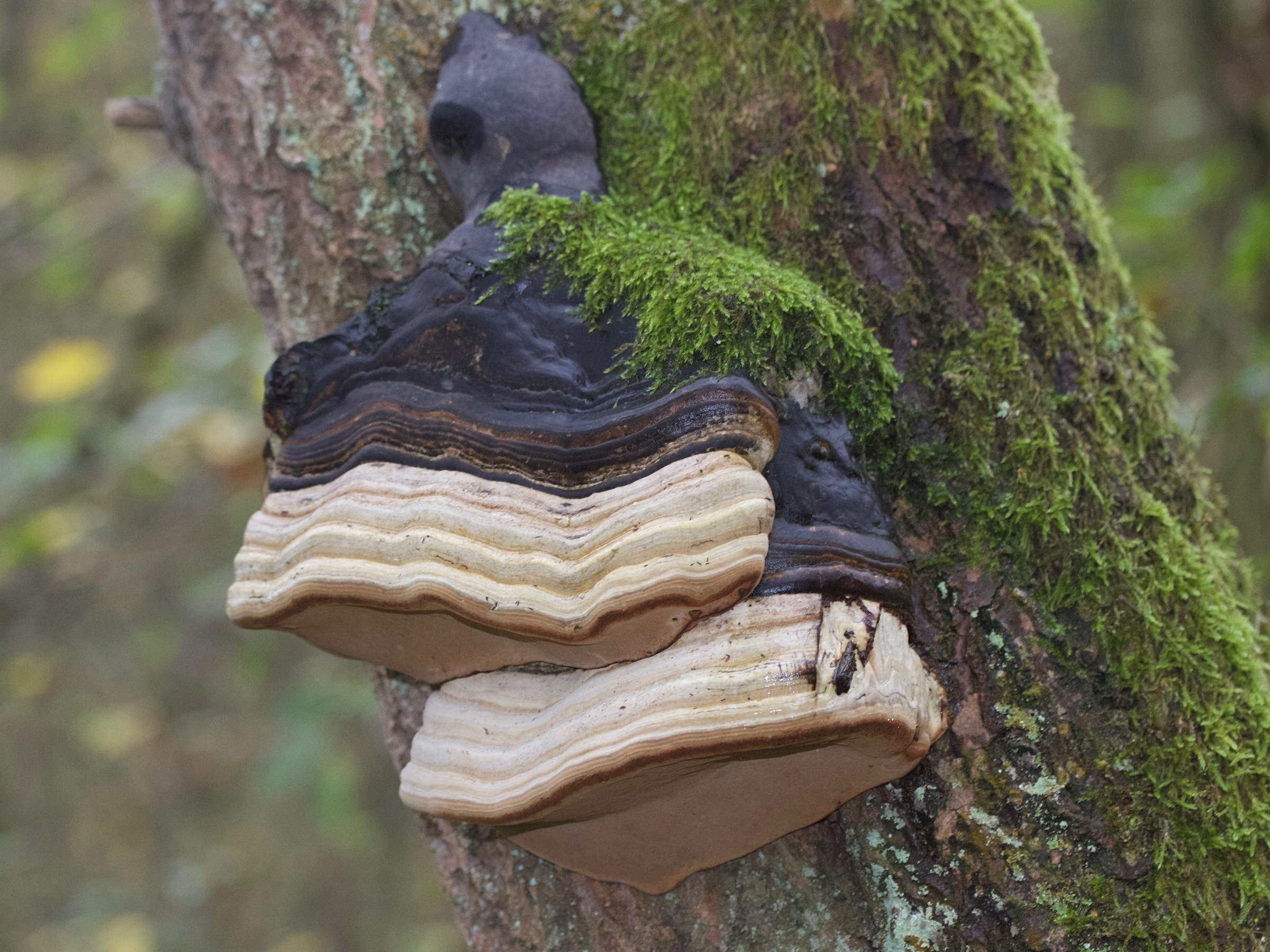 fomes_fomentarius4md