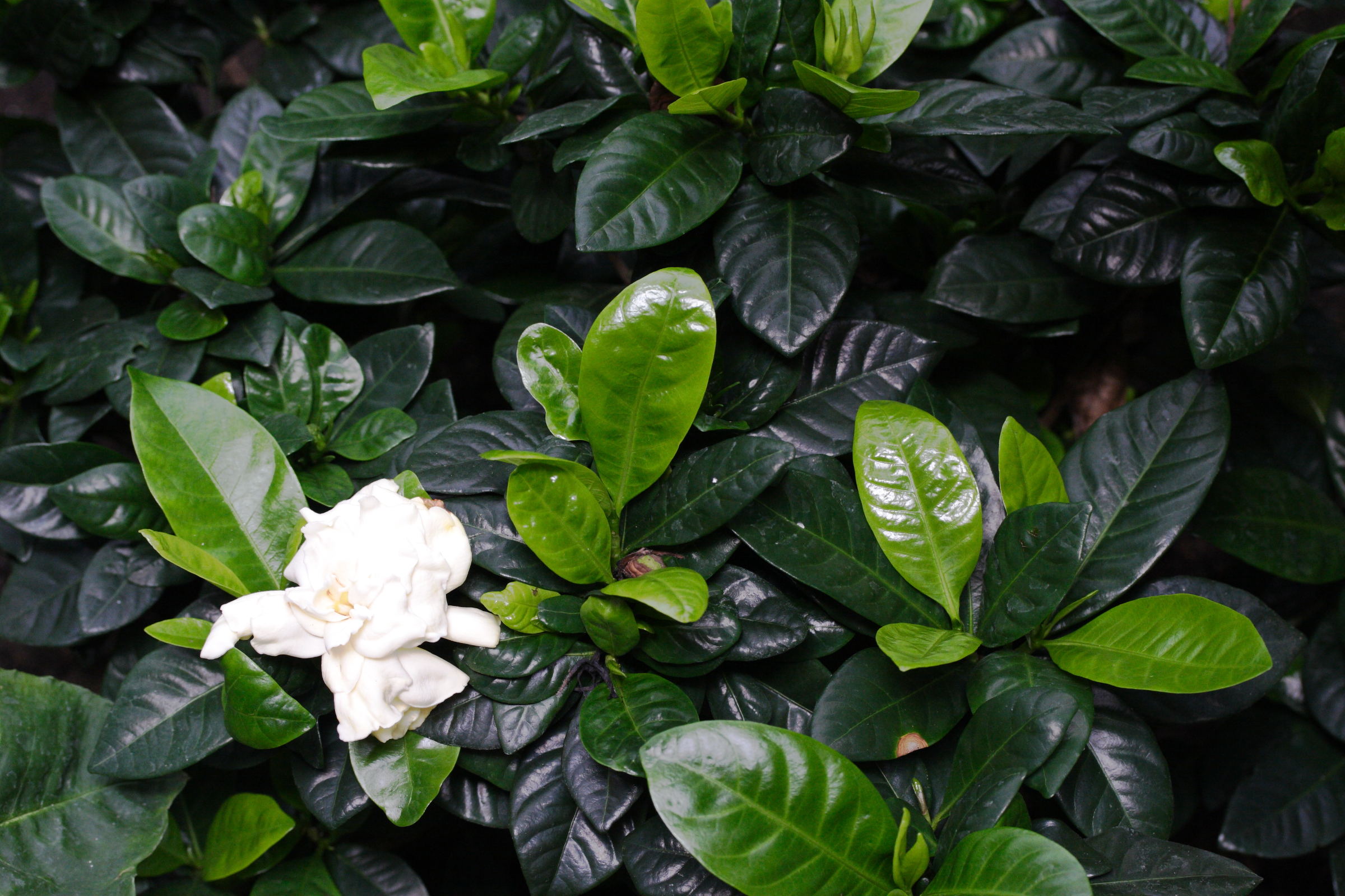 gardenia_augusta1md