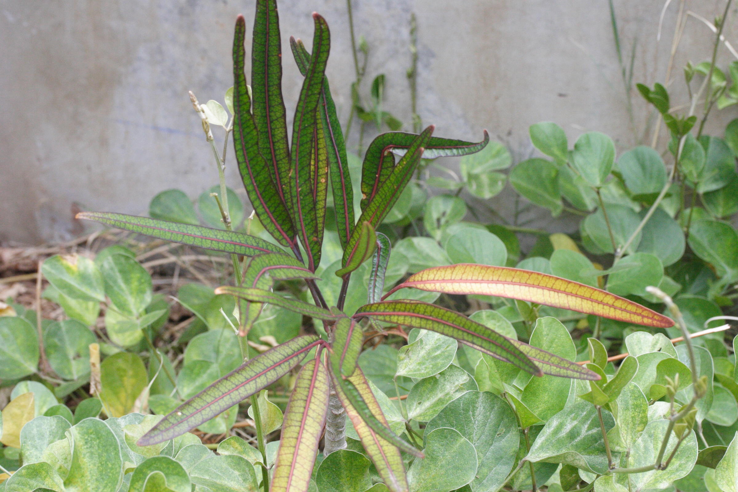 gastonia_cutispongia1md