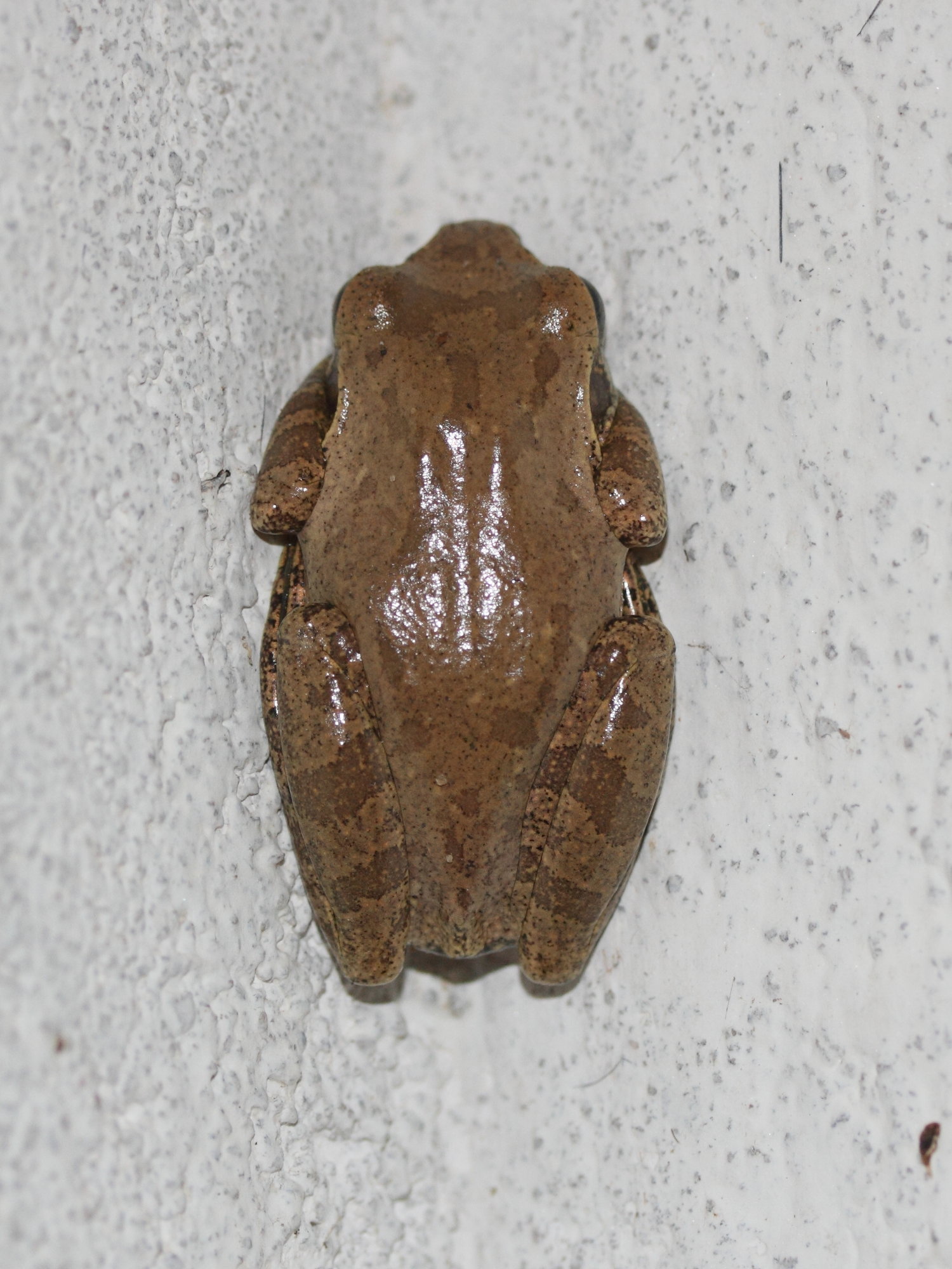 gephyromantis_corvus2md