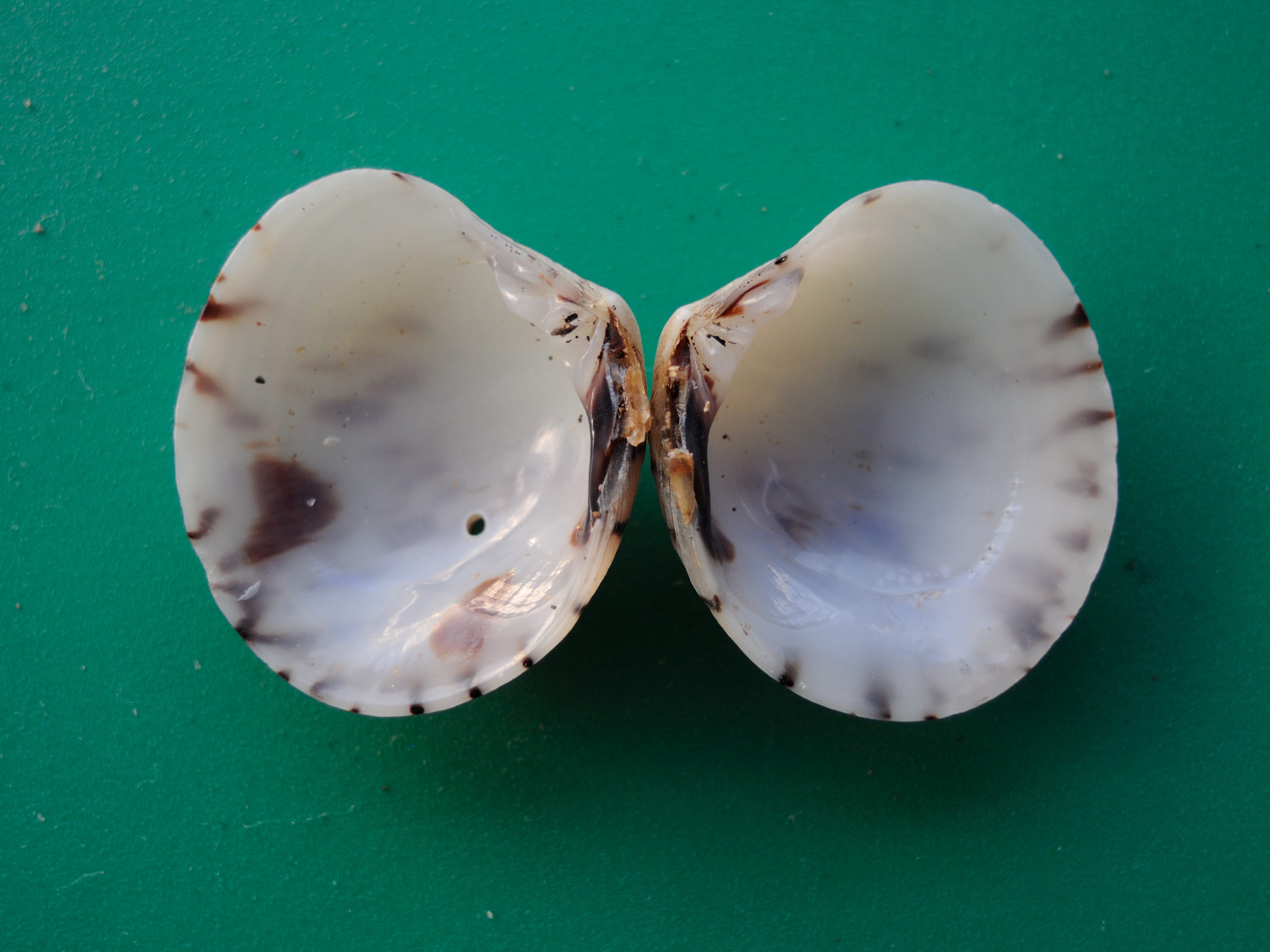 globivenus_toreuma2md