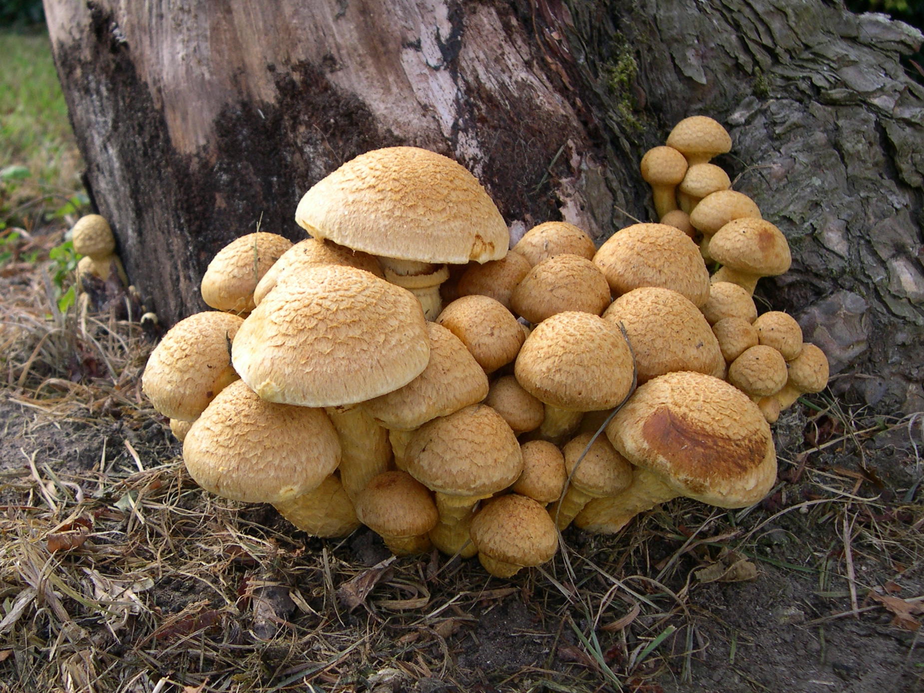 Afficher le média gymnopilus_spectabilis3md gymnopilus_spectabilis3md