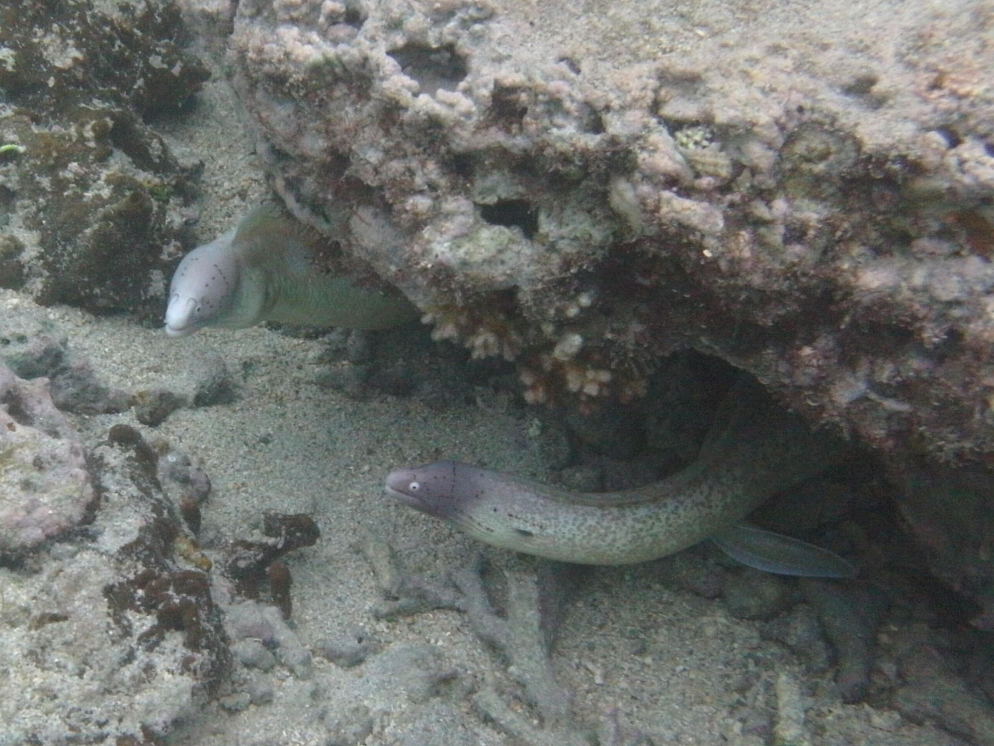 gymnothorax_griseus1bd