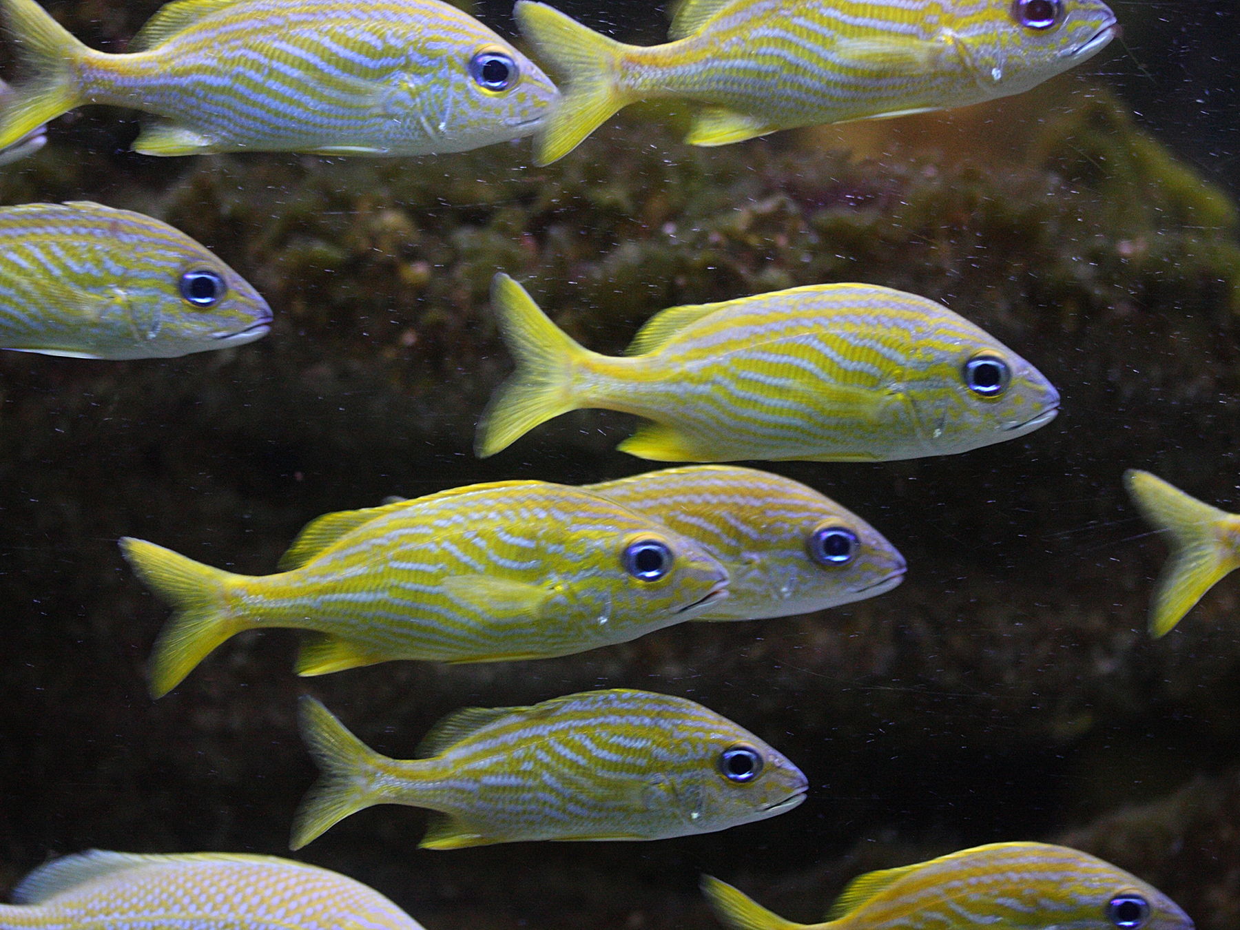 Haemulon_flavolineatum