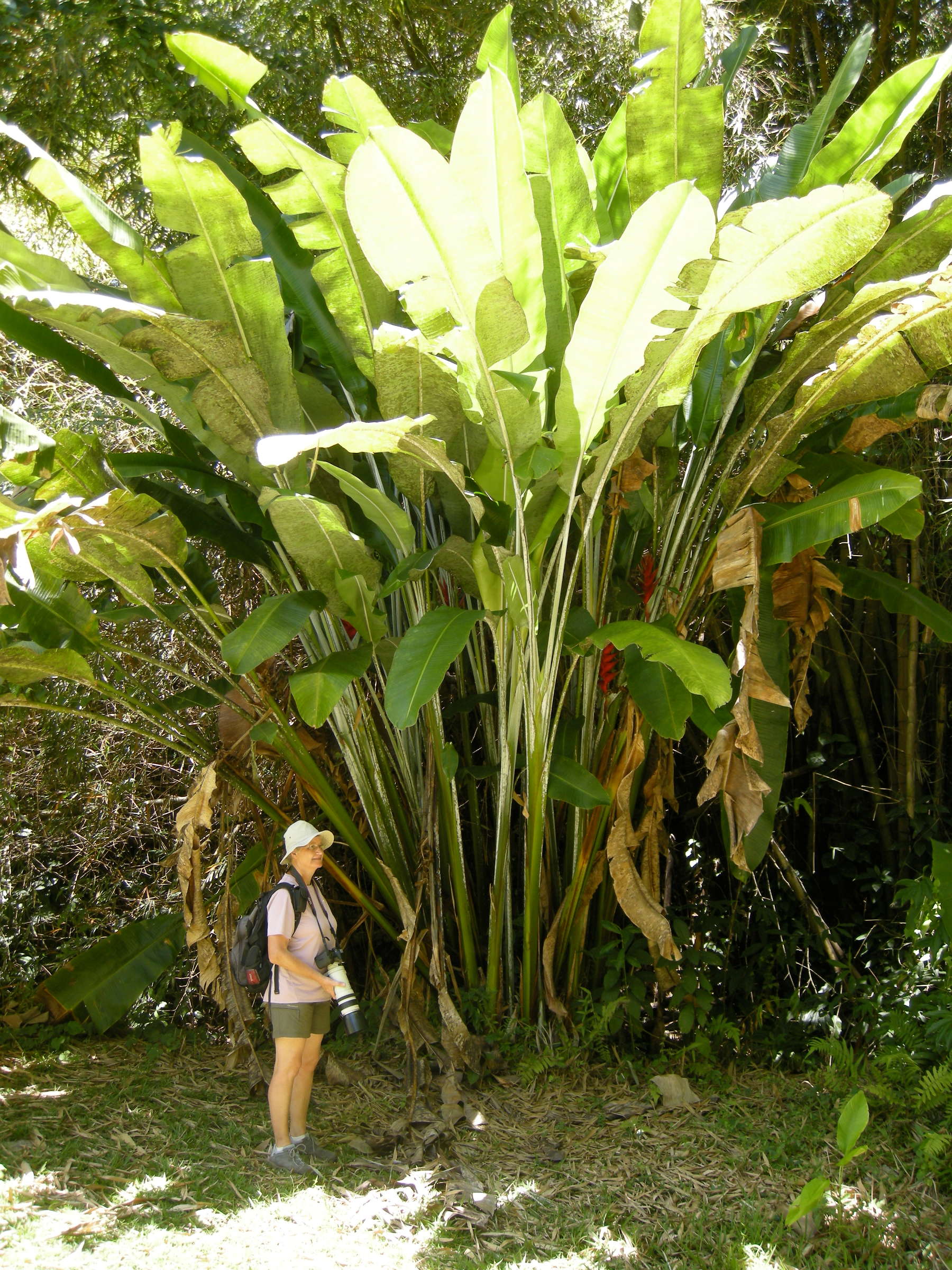 heliconia_caribaea6md