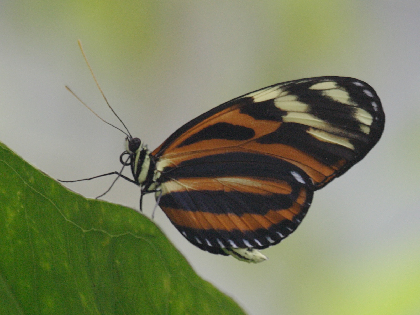 heliconius_hecale1bd