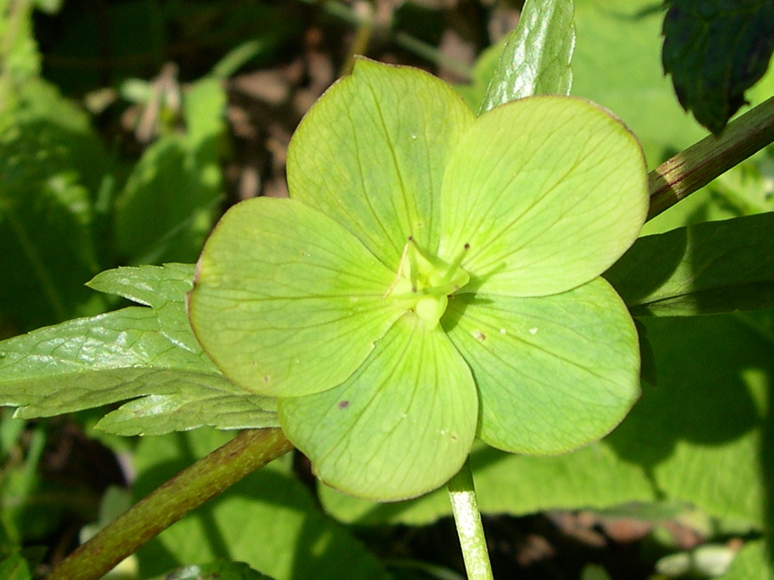 Afficher le média helleborus_viridis_occidentalis4md helleborus_viridis_occidentalis4md