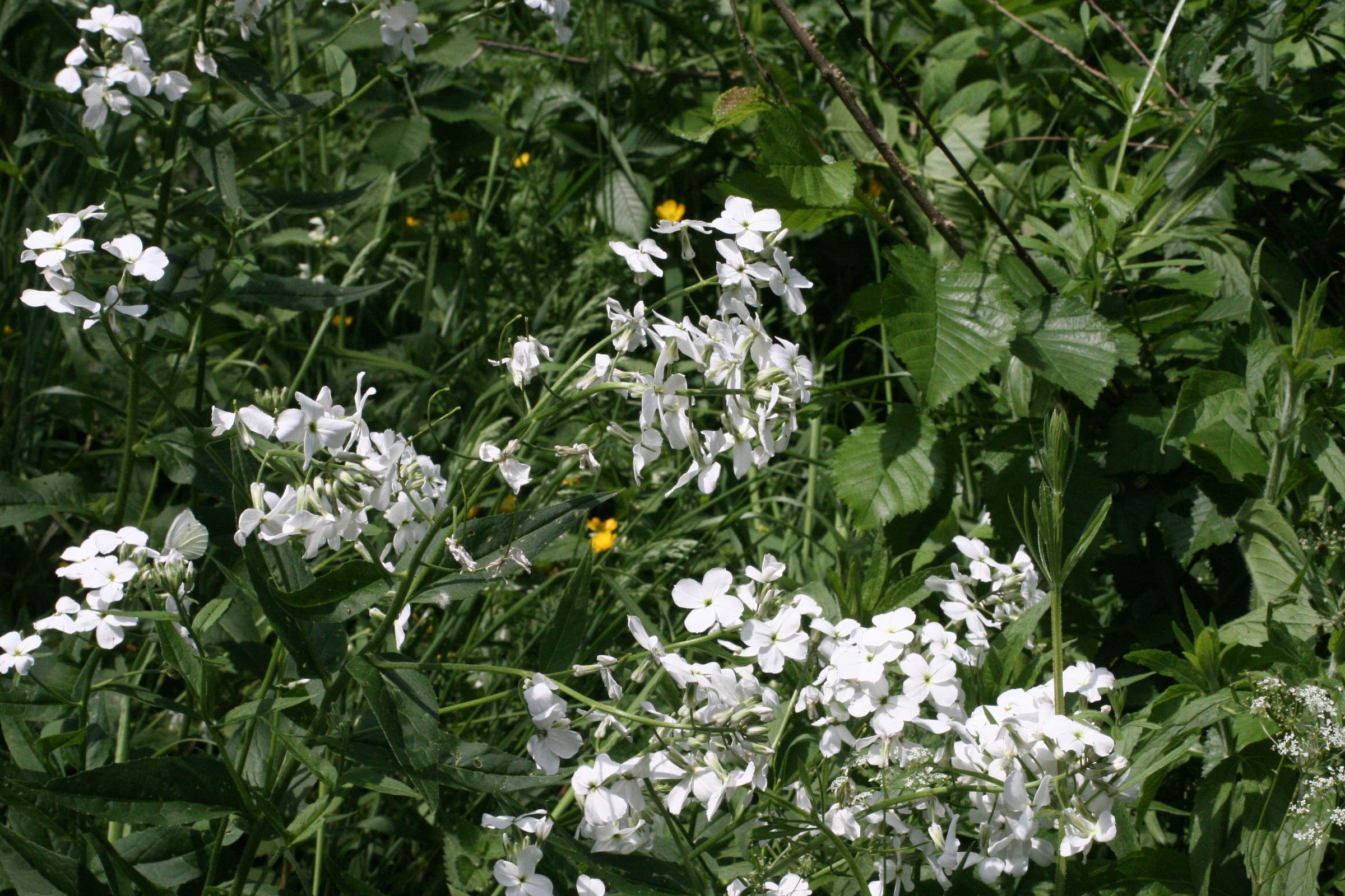 hesperis_matronalis2md