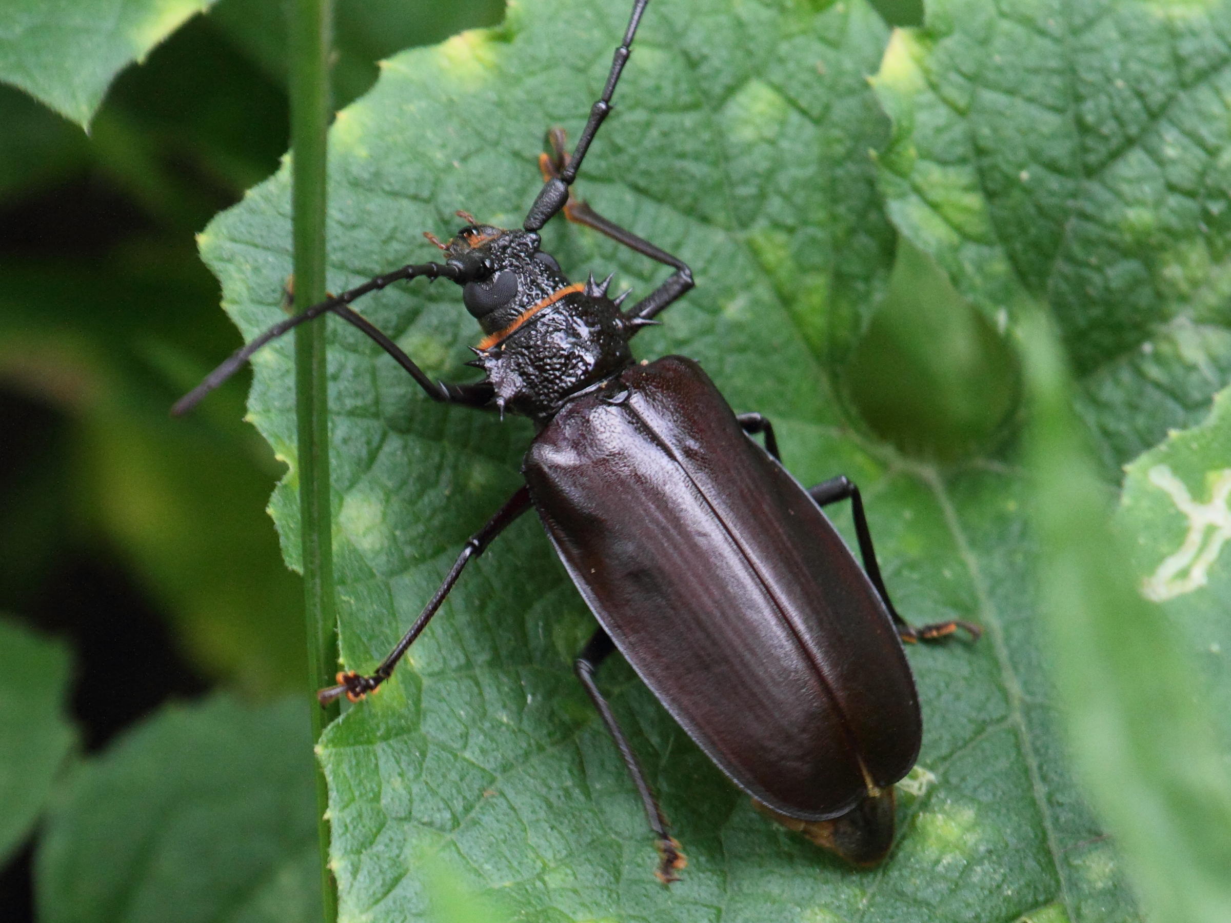 hoplideres_spinipennis_nitidior2bd