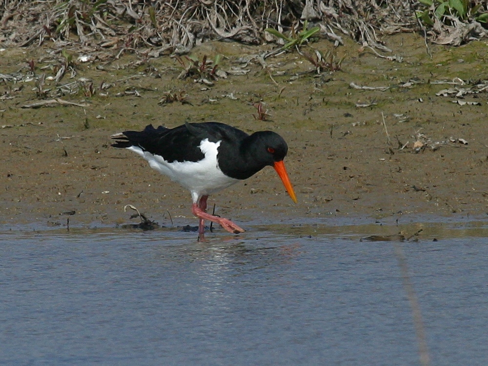 huitrier_pie_-_haematopus_ostralegus1amd