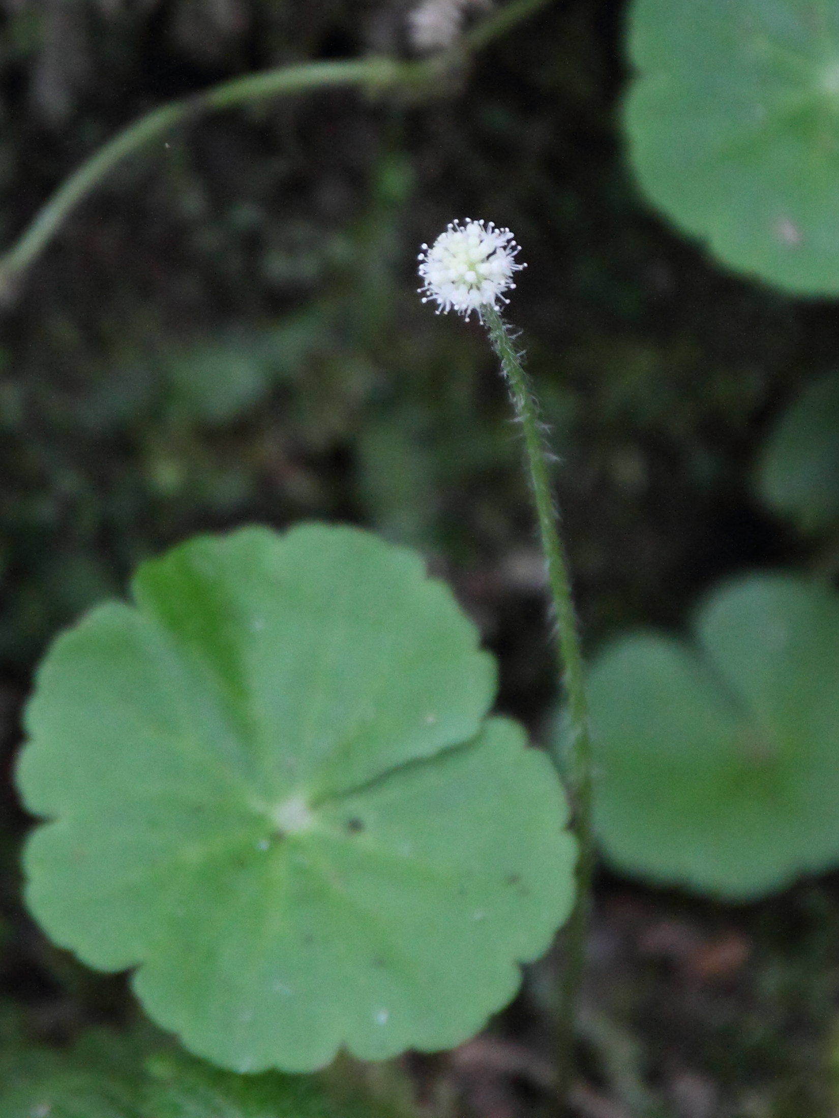 hydrocotyle_leucocephala2md