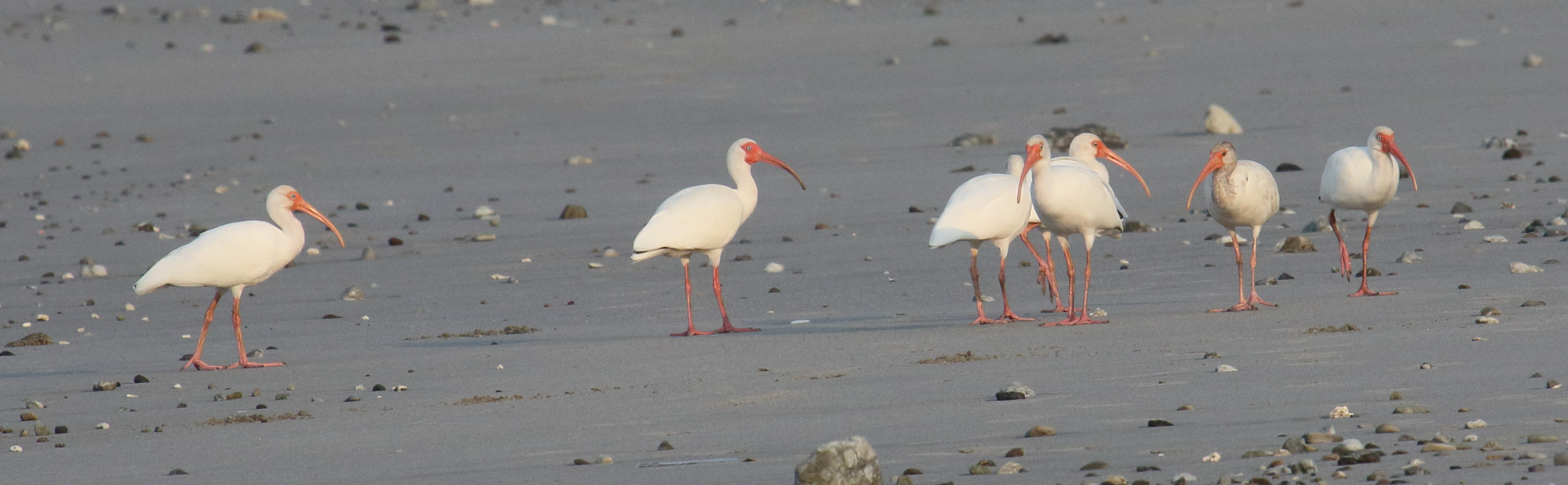 ibis_blanc_-_eudocimus_albus1bd