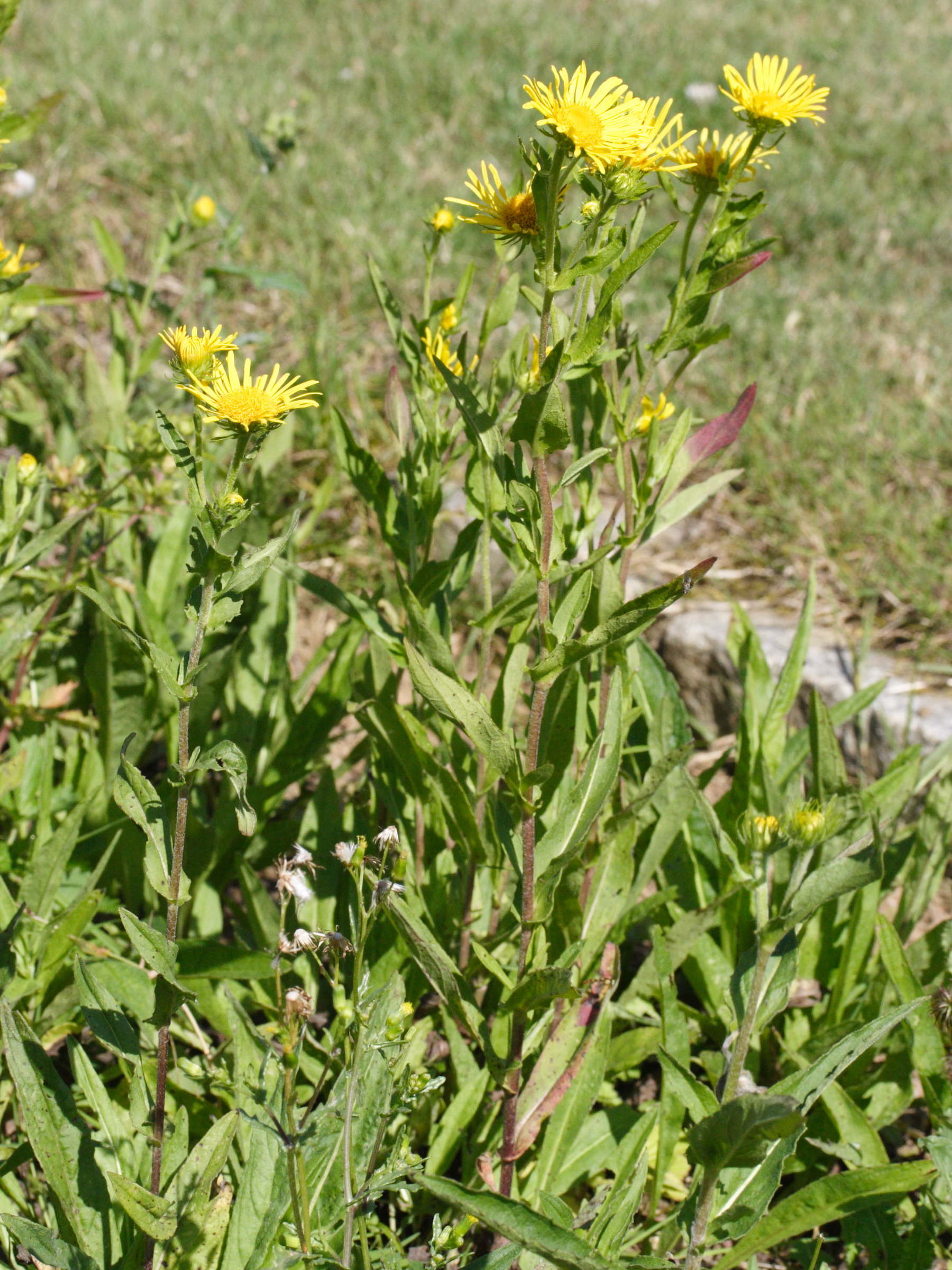 Afficher le média inula_britannica1amd inula_britannica1amd