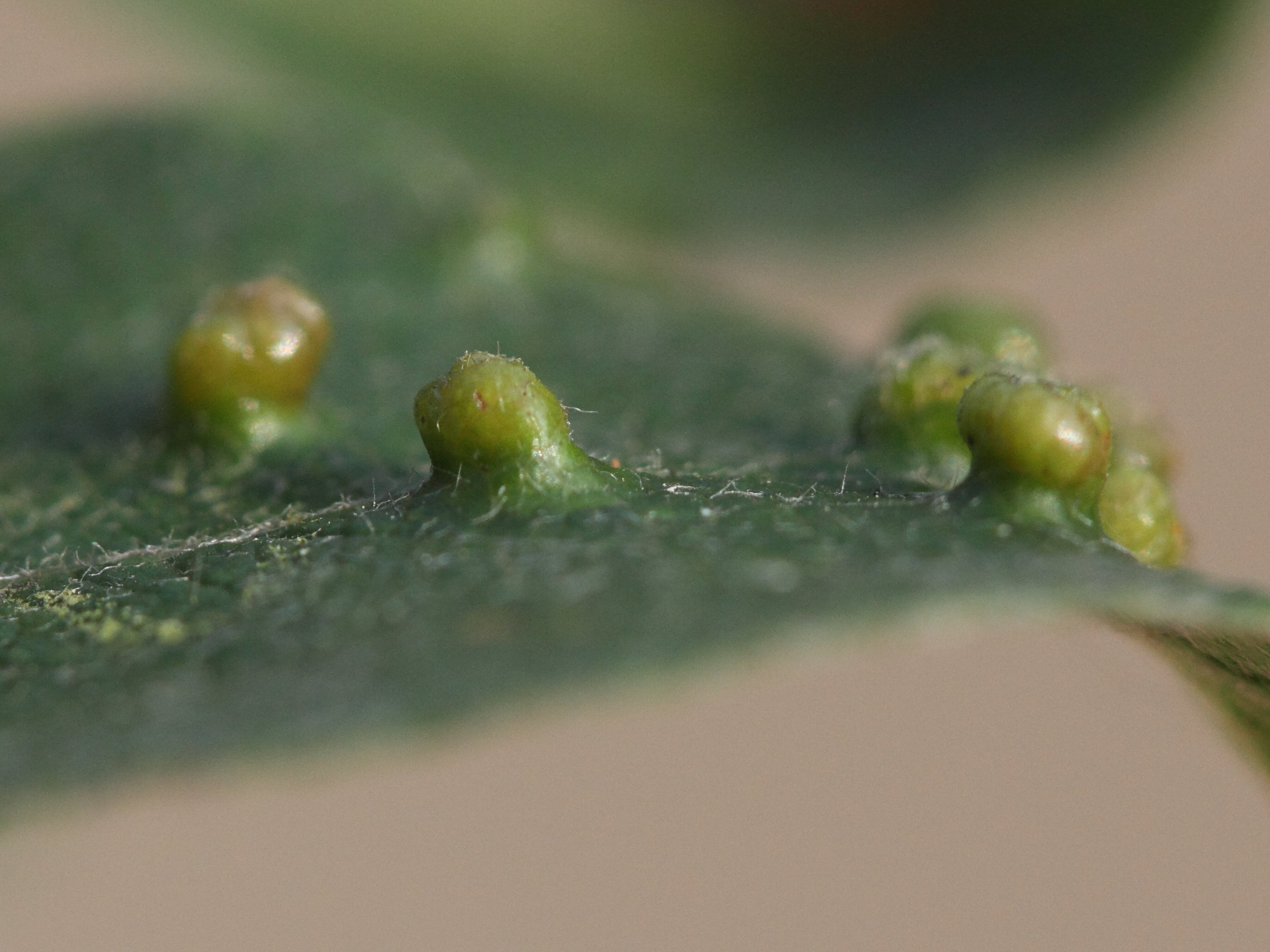 iteomyia_capreae_galle3md