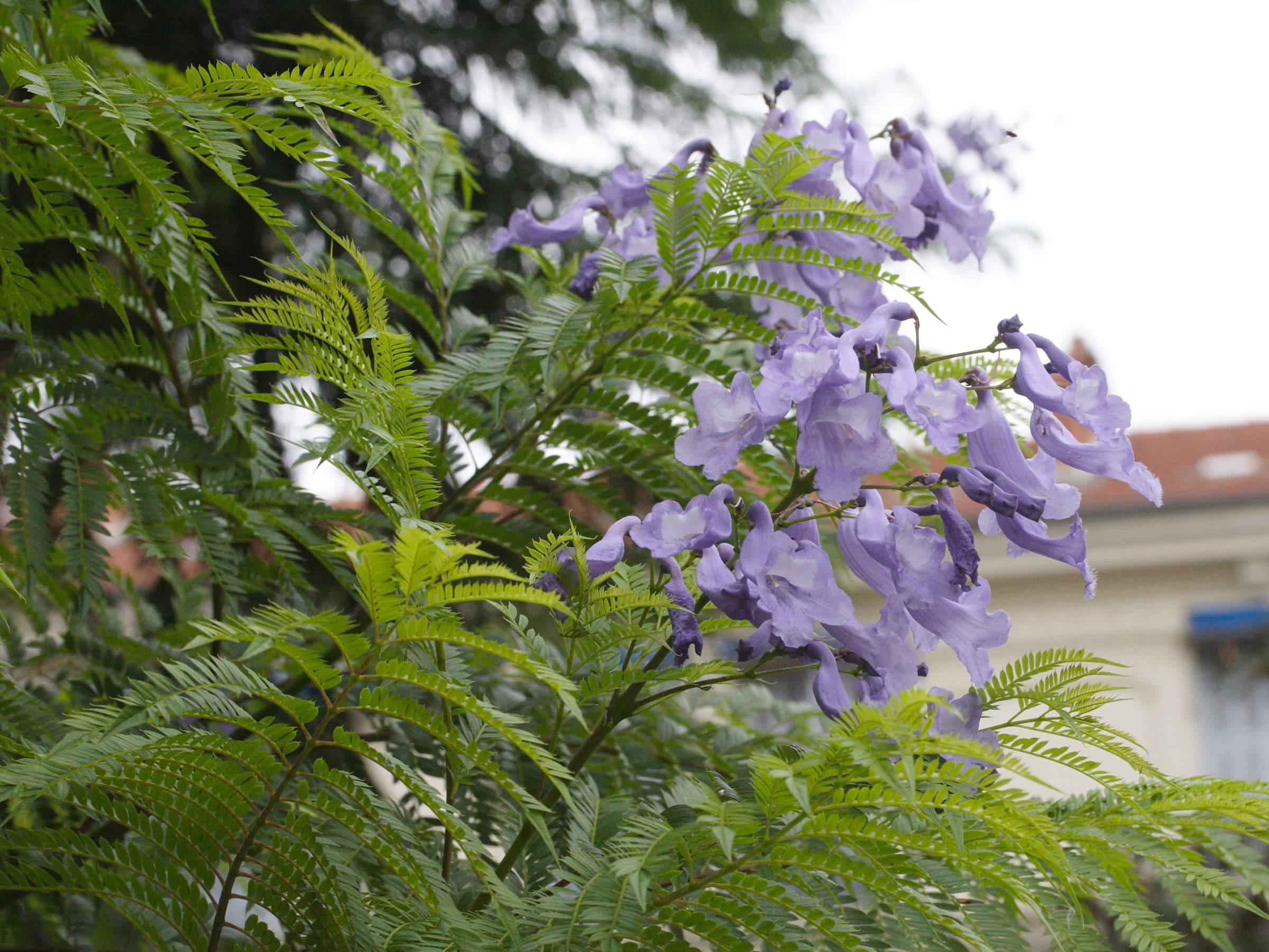 Afficher le média jacaranda_mimosifolia3md jacaranda_mimosifolia3md