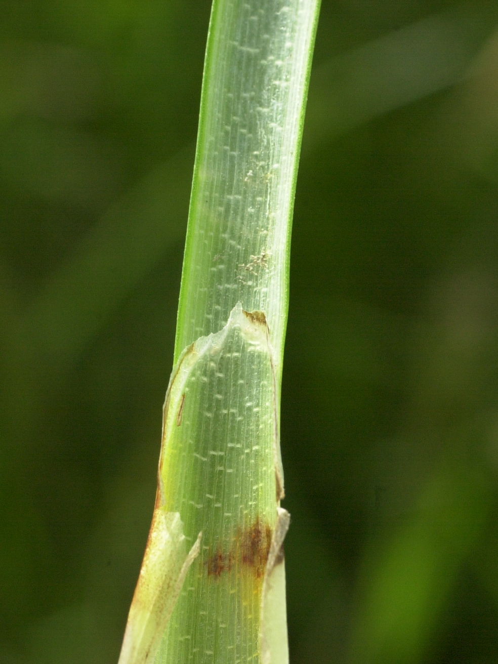 juncus_maritimus2bmd