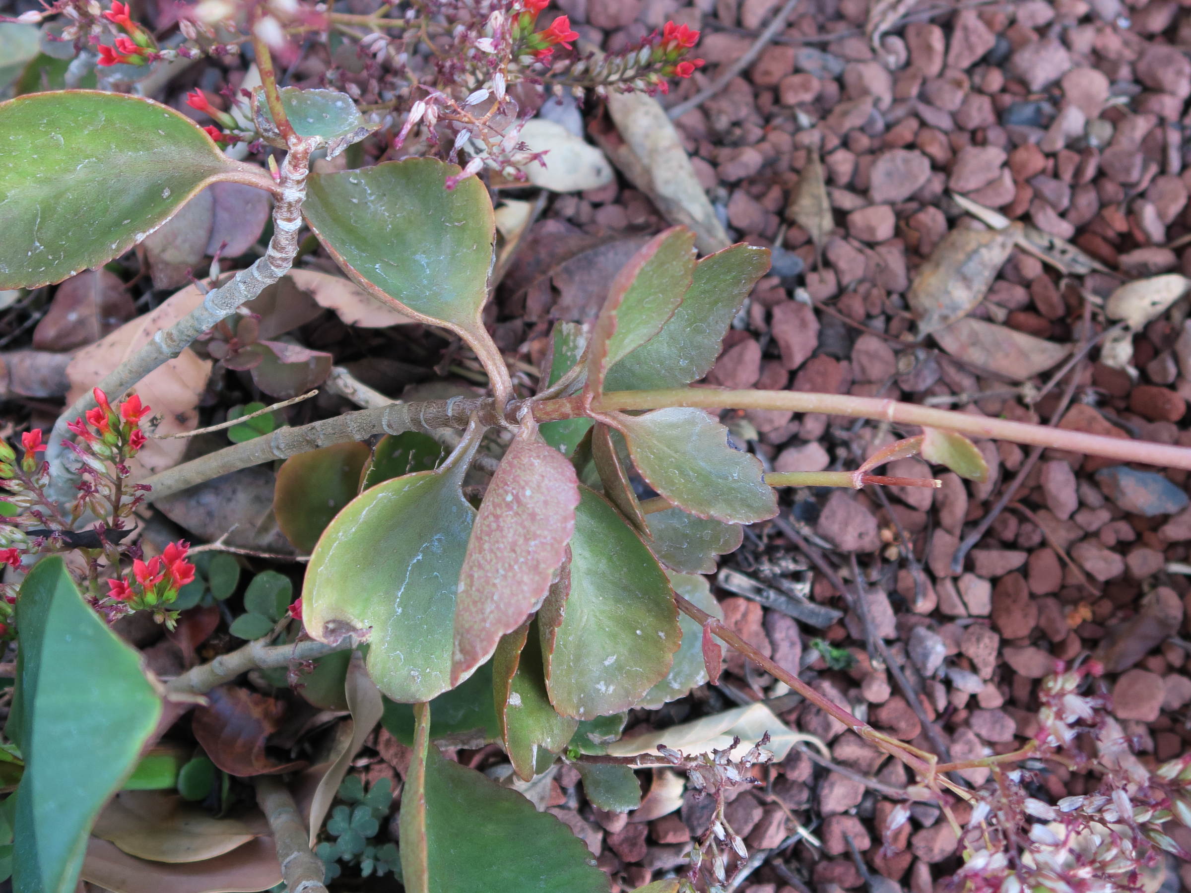 kalanchoe_blossfeldiana1md