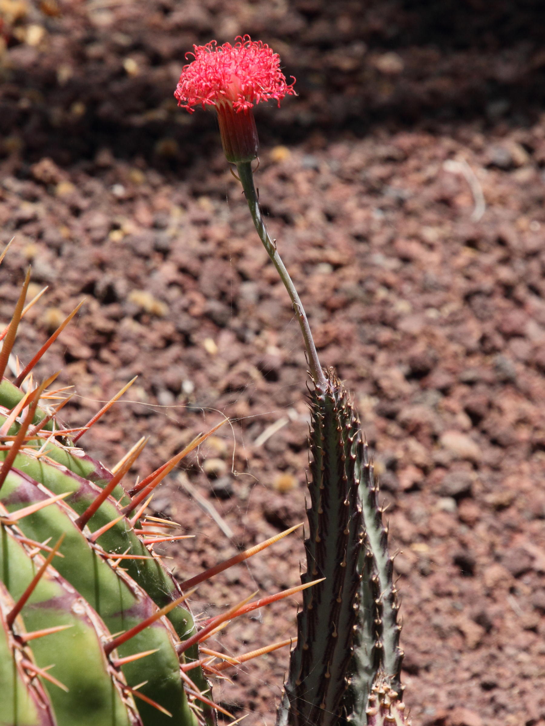 kleinia_picticaulis1md