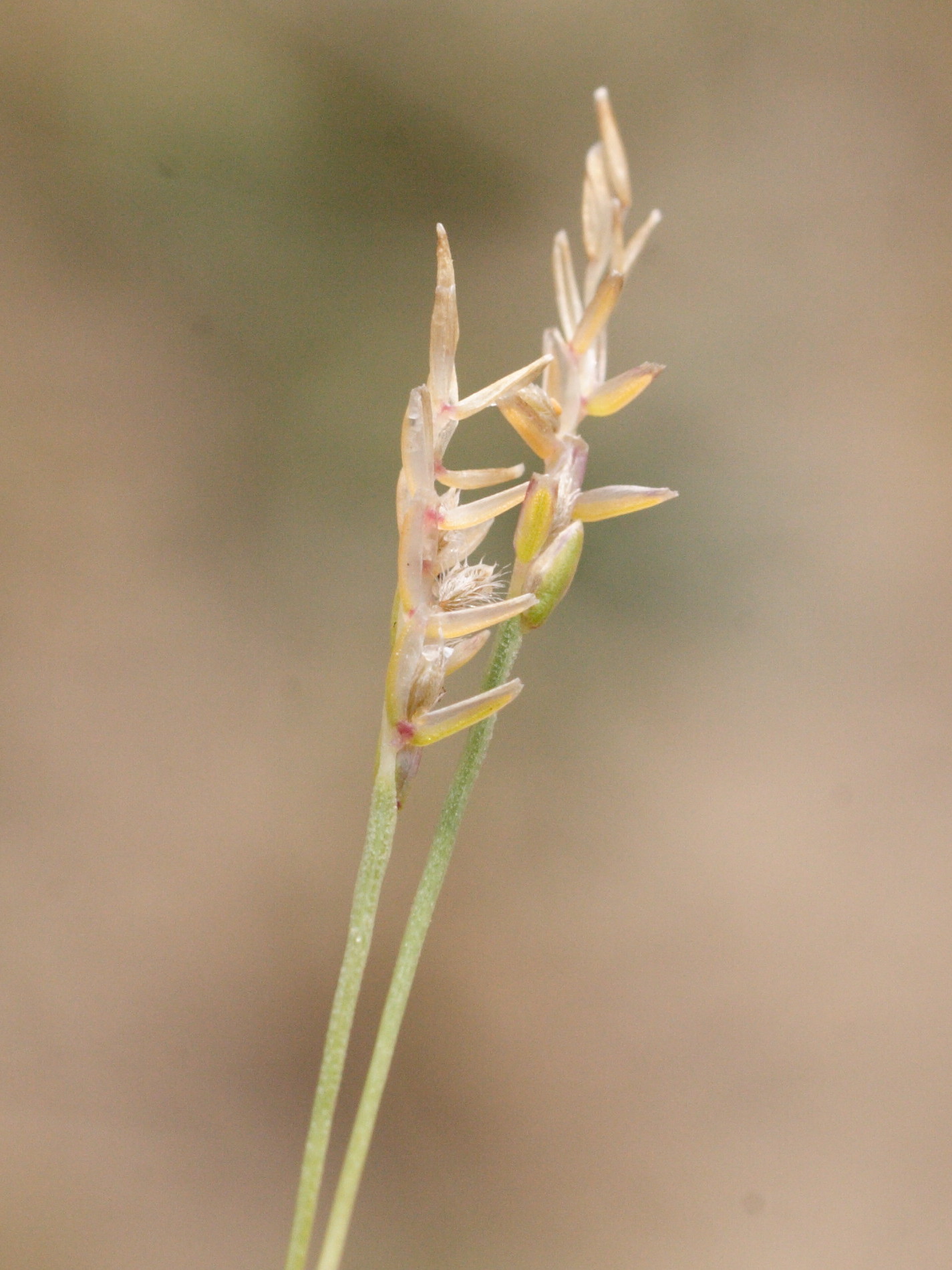 Afficher le média mibora_minima4md mibora_minima4md