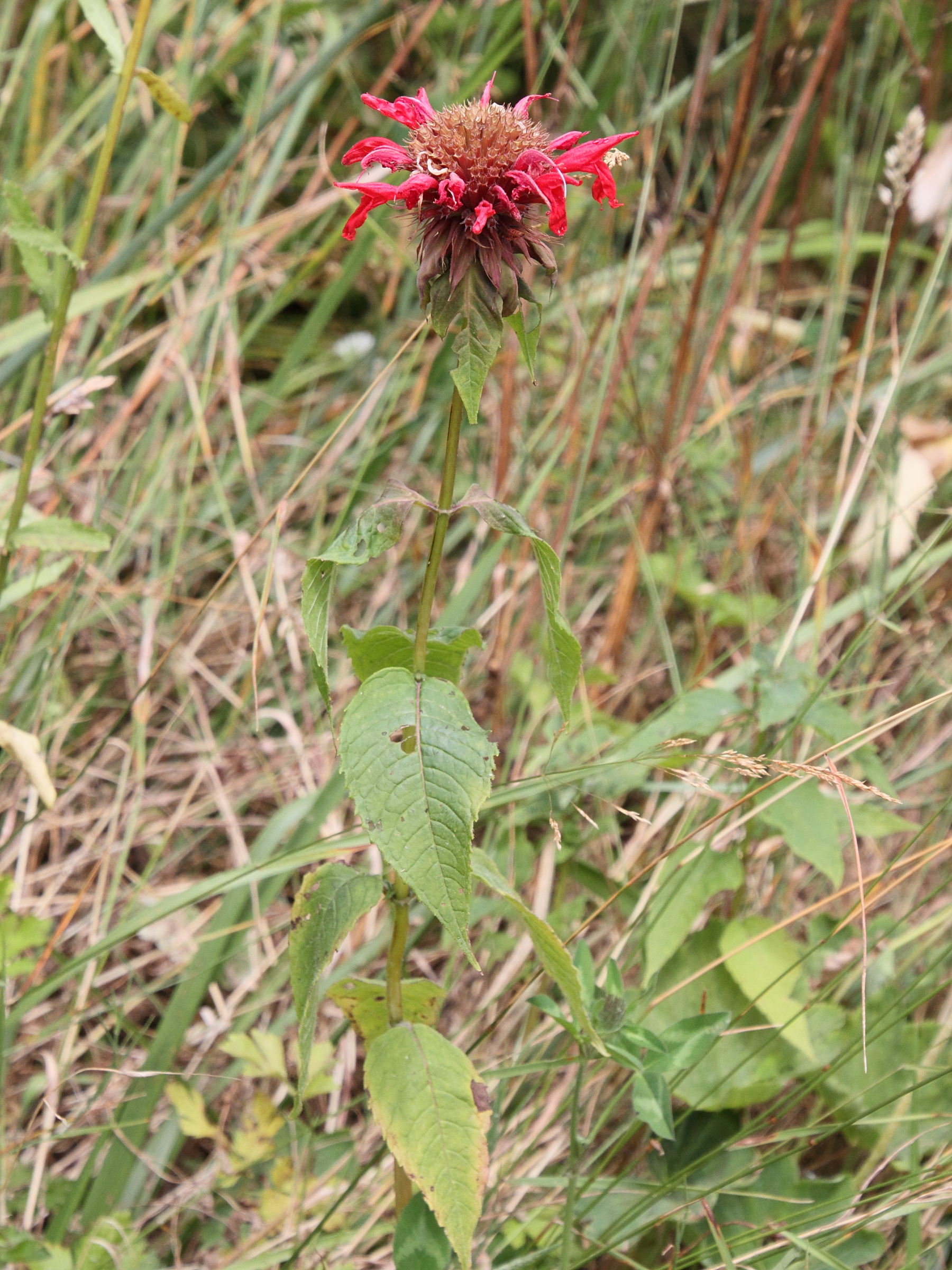 monarda_didyma4md