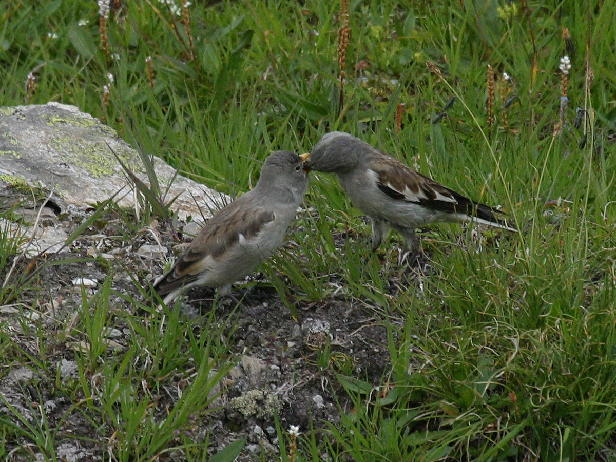 Montifringilla_nivalis