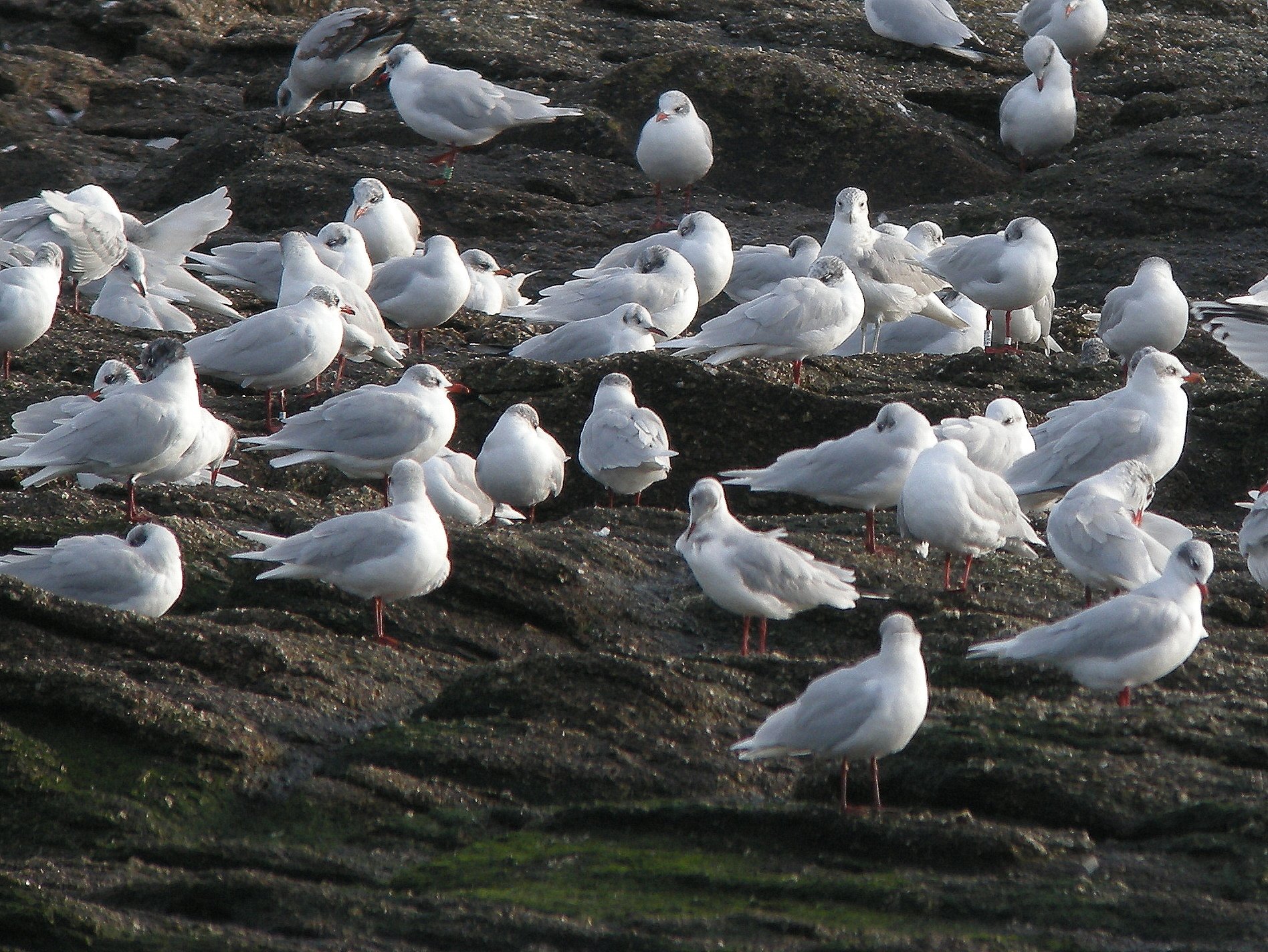 Afficher le média mouette_melanocephale_-_ichthyaetus_melanocephalus8bd mouette_melanocephale_-_ichthyaetus_melanocephalus8bd