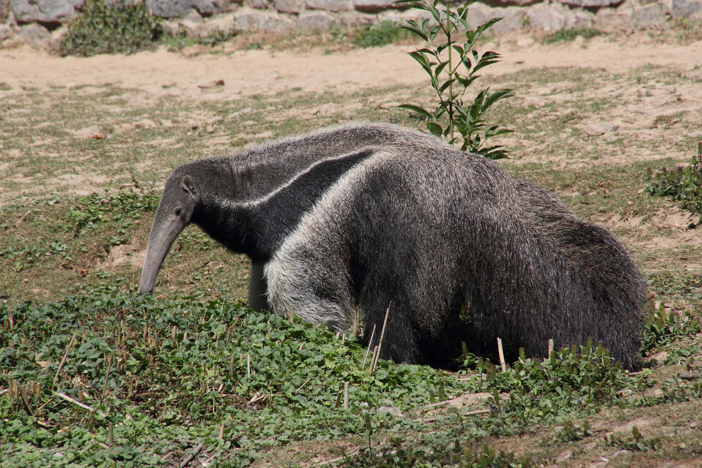 myrmecophaga_tridactyla1md
