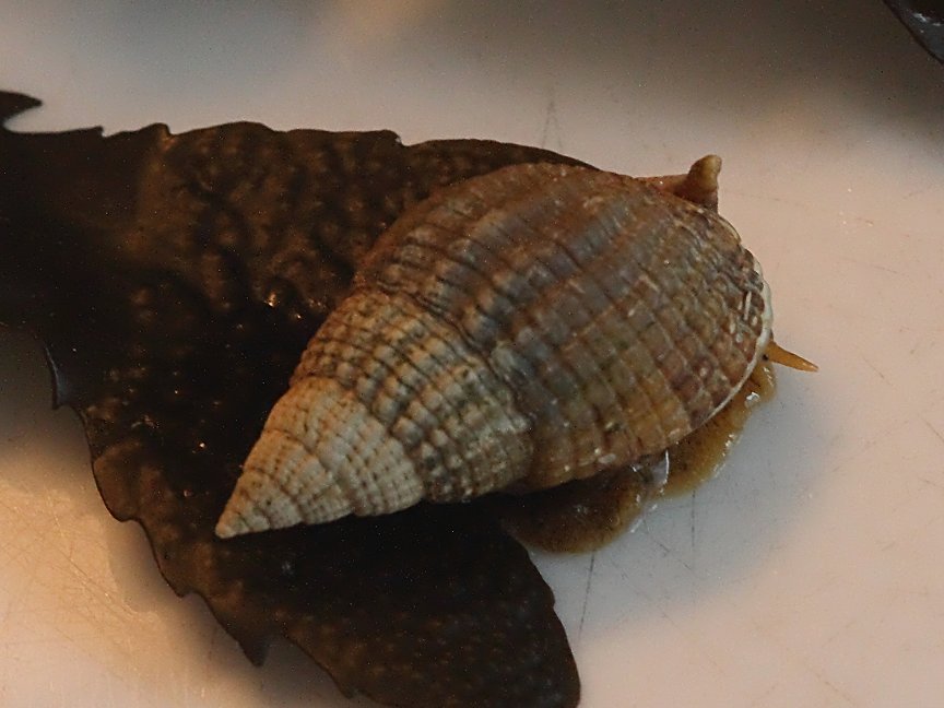 Nassarius_reticulatus