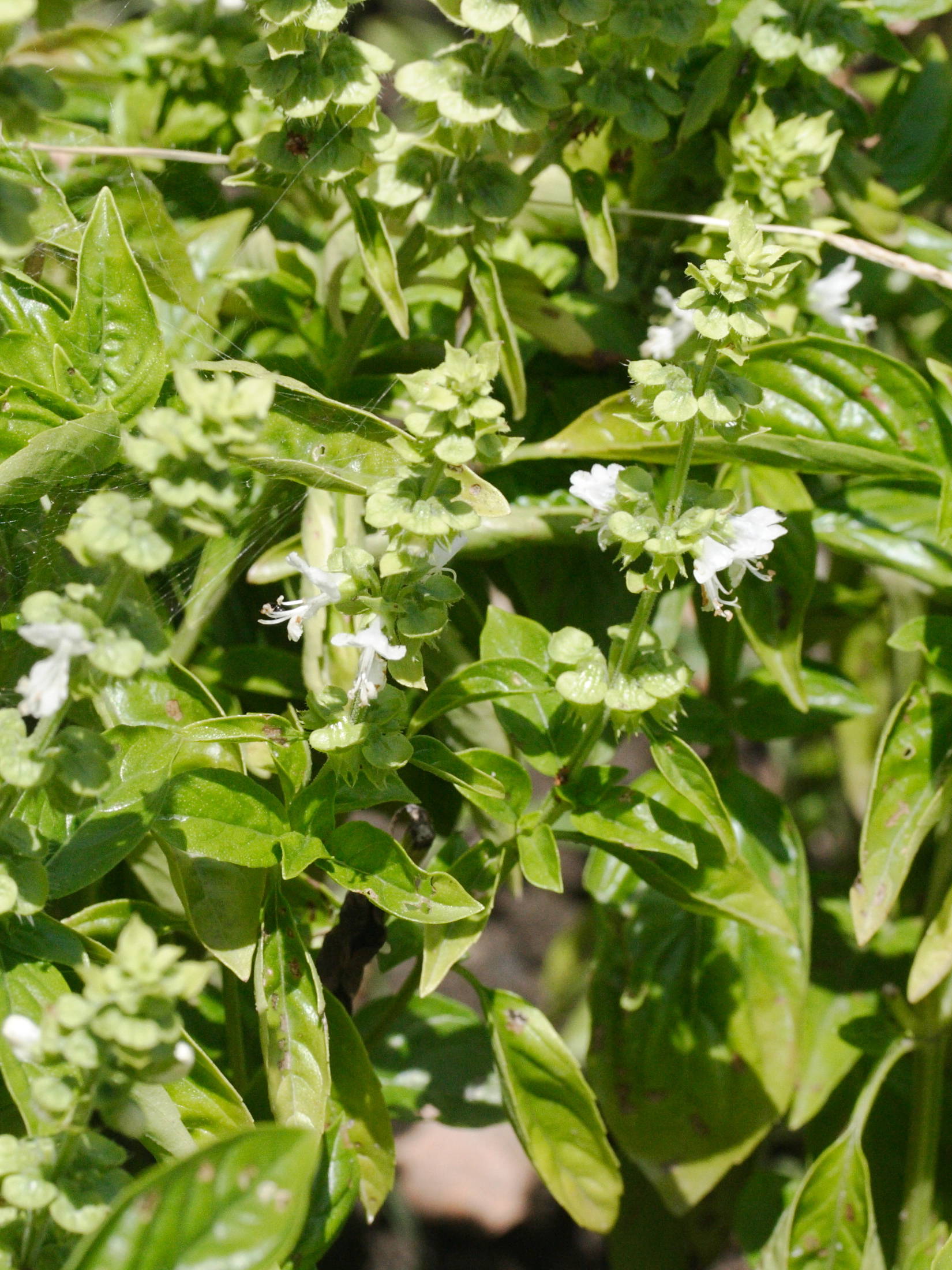 Afficher le média ocimum_basilicum2md ocimum_basilicum2md