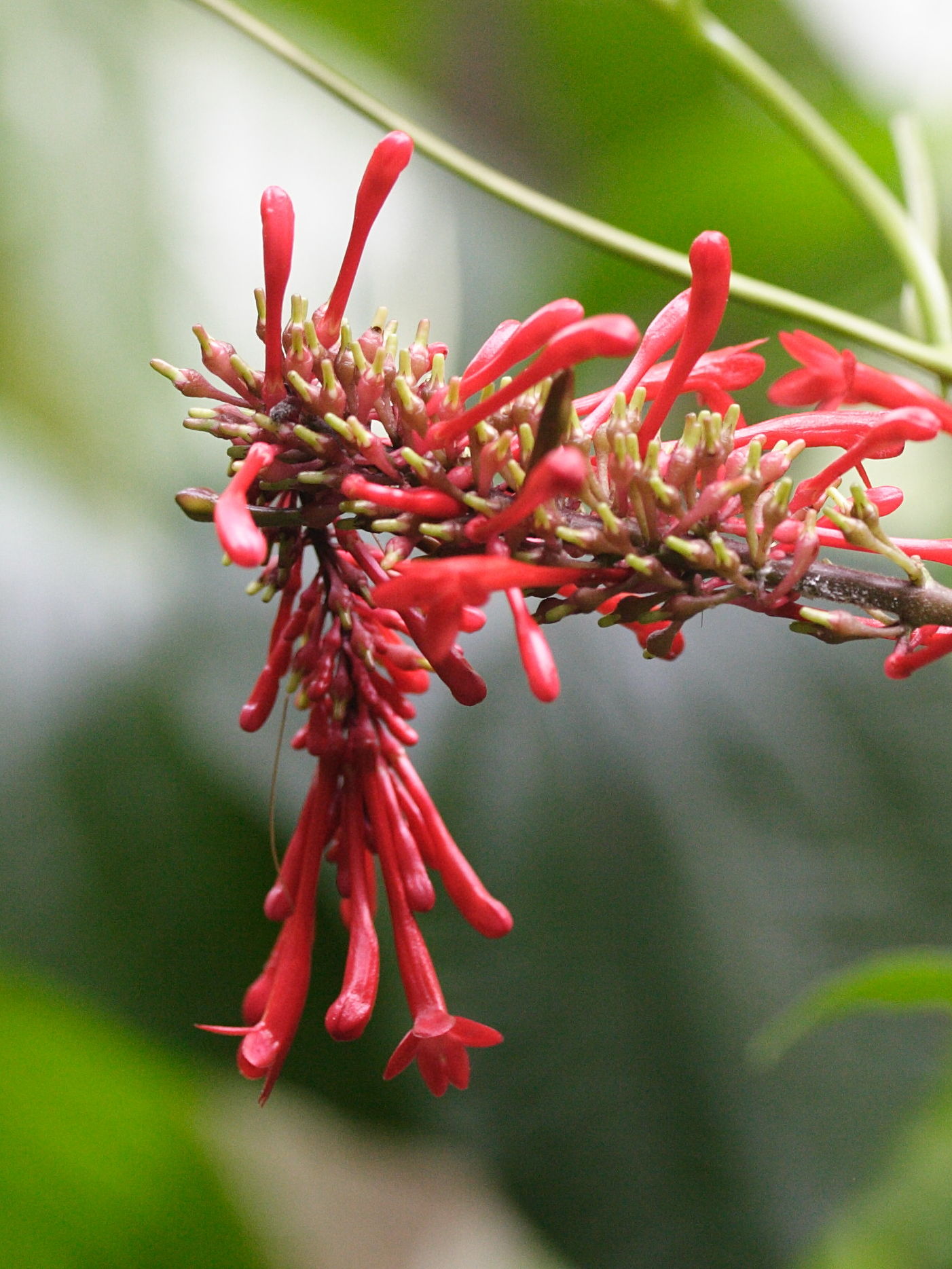 odontonema_cuspidatum2md