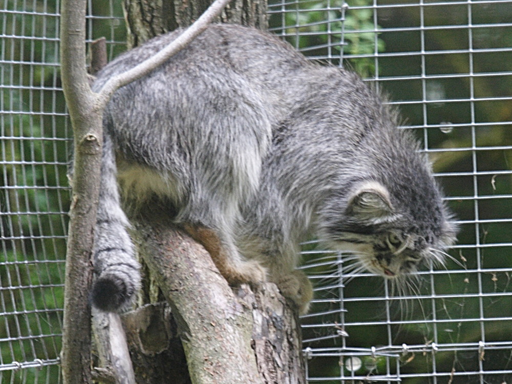 otocolobus_manul3md