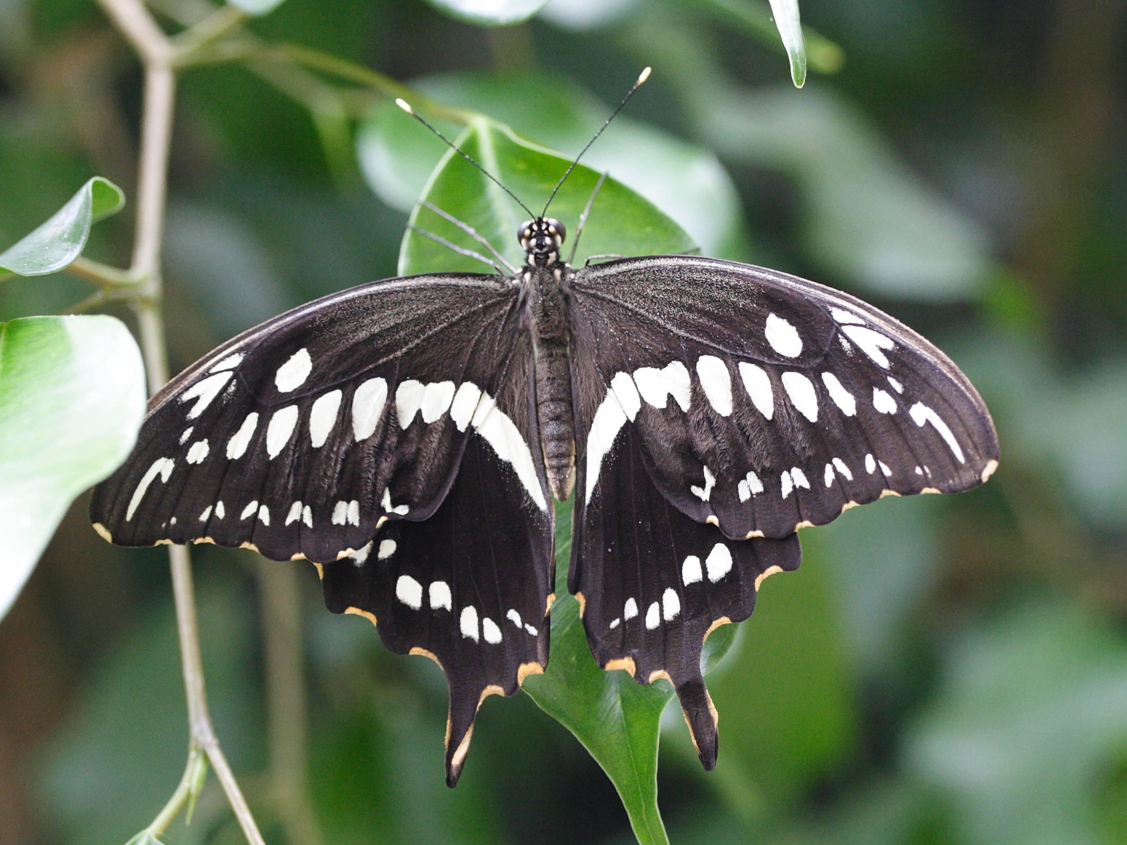 Afficher le média papilio_constantinus1md papilio_constantinus1md