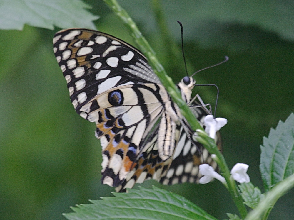 Afficher le média papilio_demoleus2bd papilio_demoleus2bd