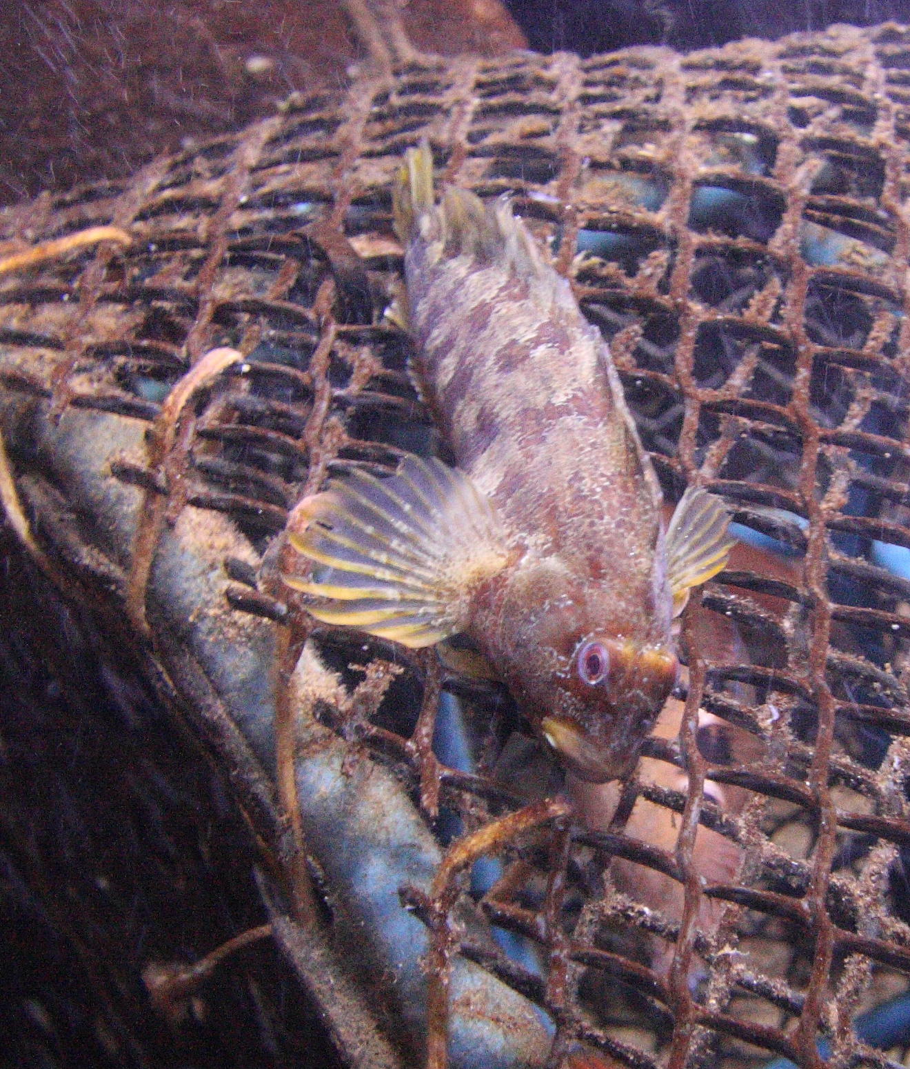 Afficher le média parablennius_gattorugine1sd parablennius_gattorugine1sd