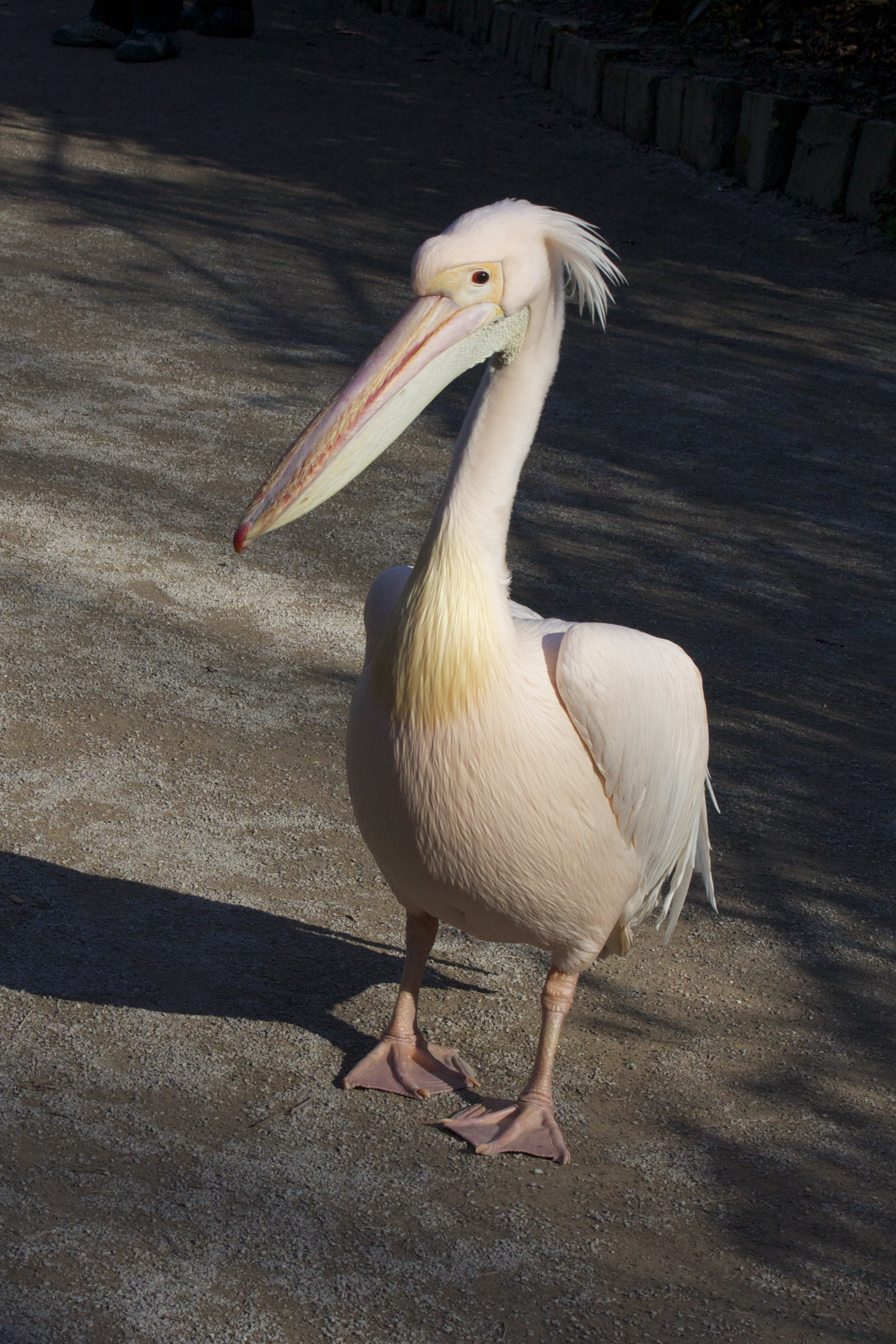 pelican_blanc_-_pelecanus_onocrotalus2md