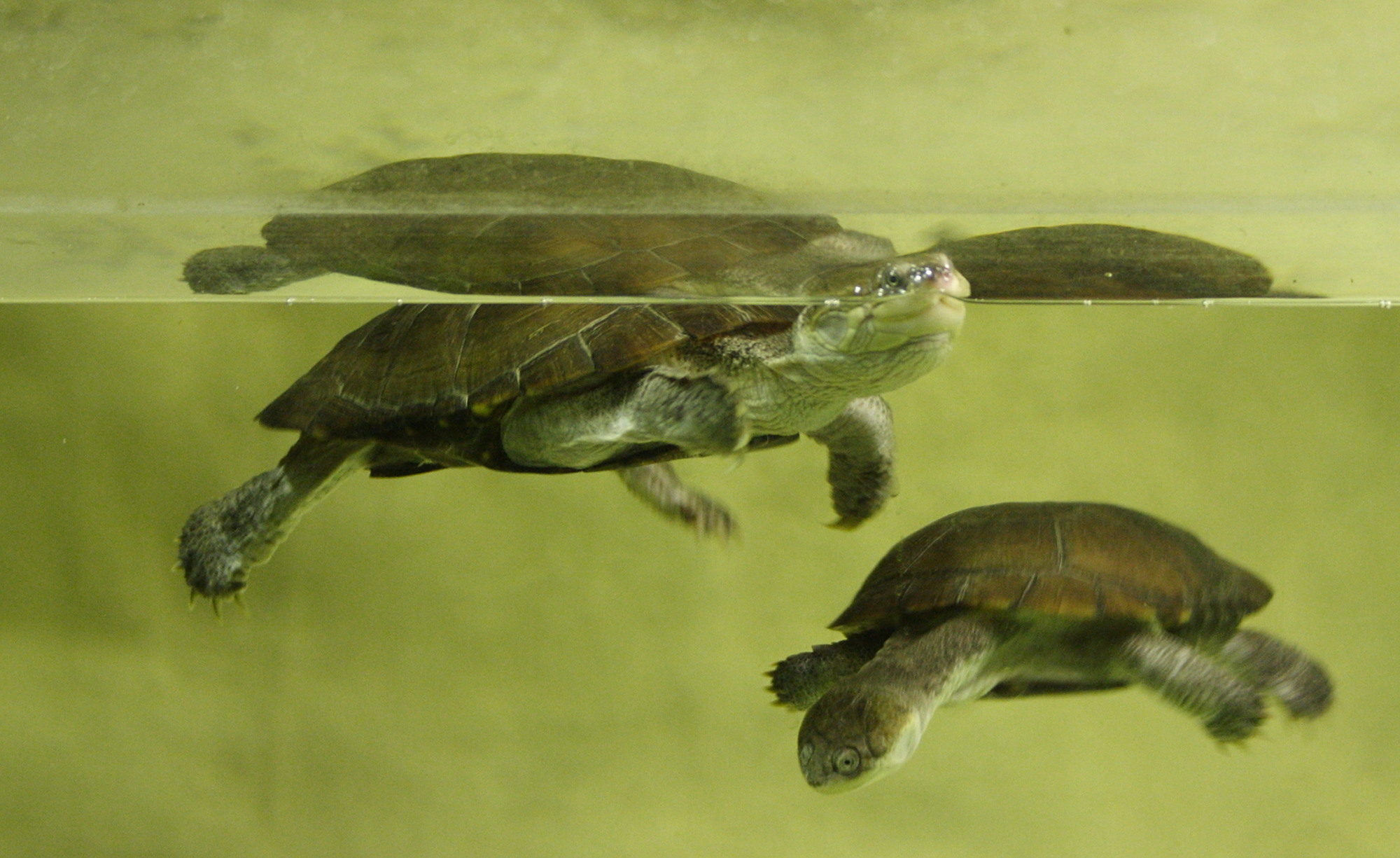 pelomedusa_subrufa1md