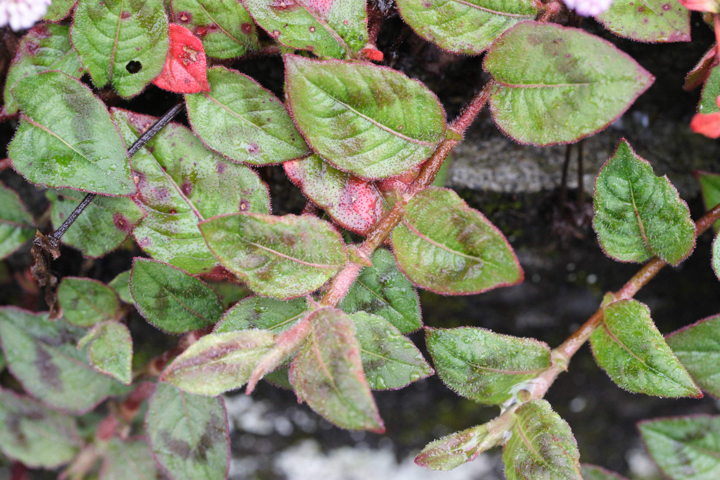 Afficher le média persicaria_capitata2md persicaria_capitata2md