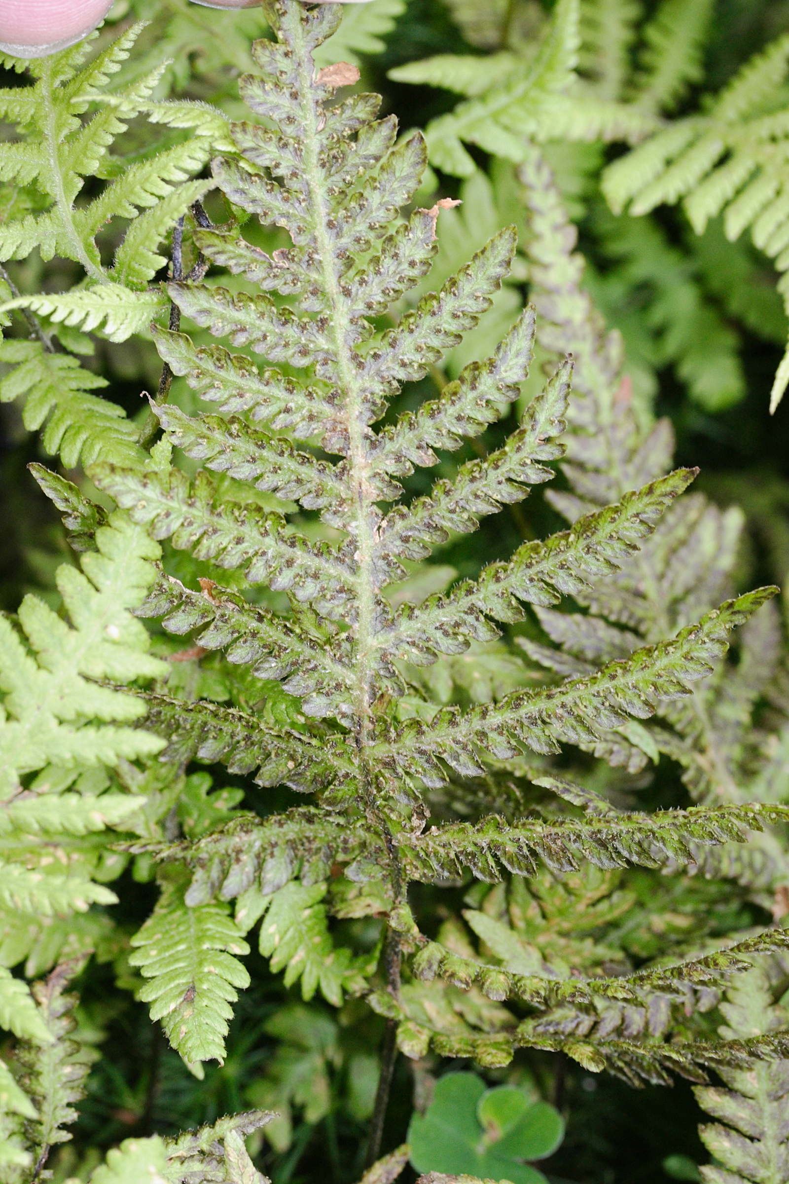 phegopteris_connectilis2md