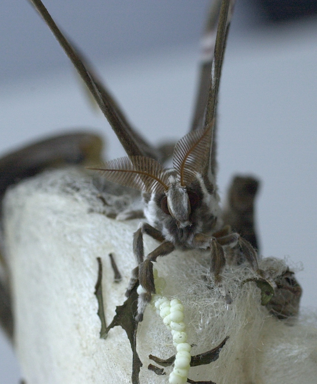 philosamia_ricini6amd