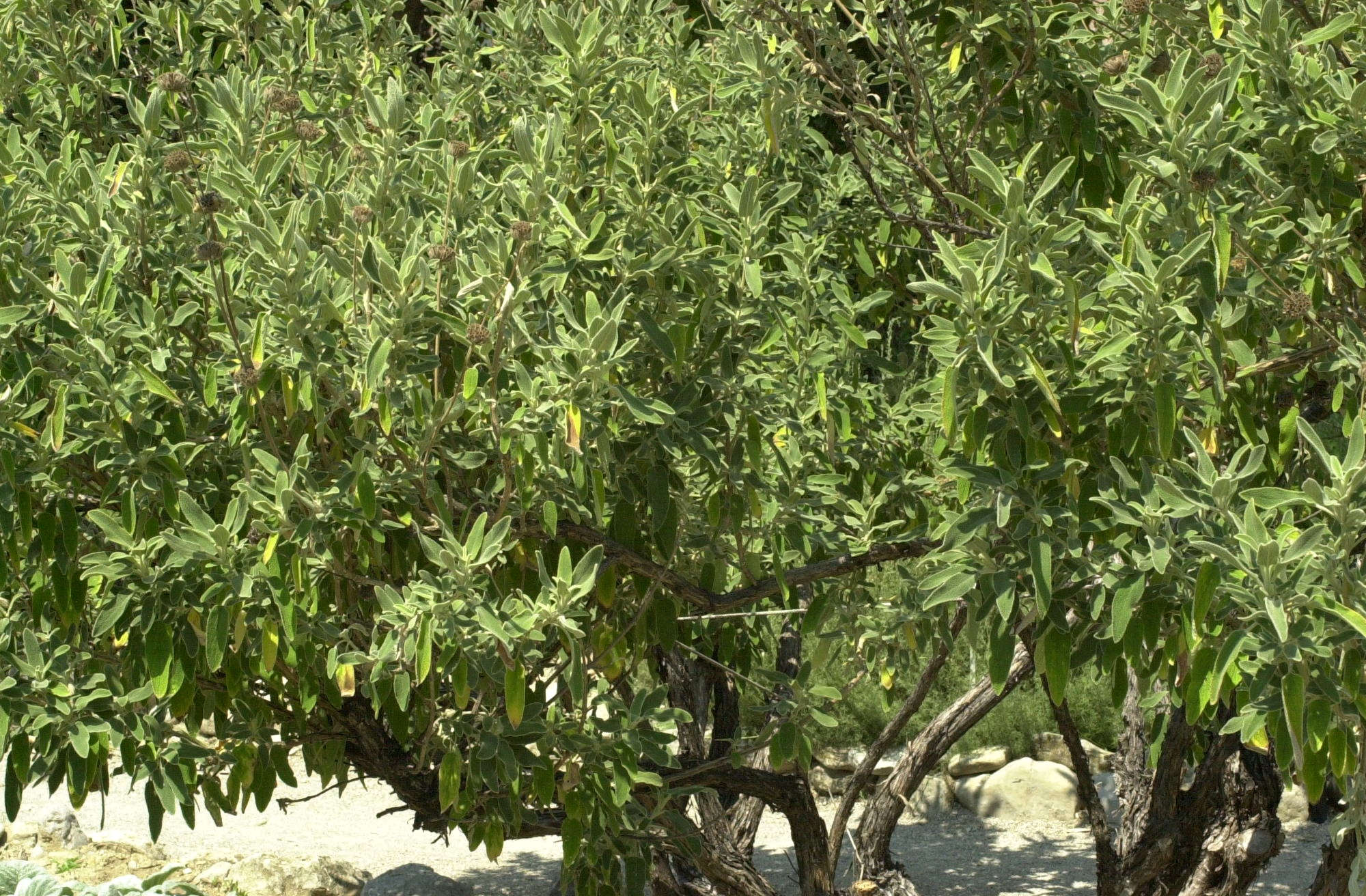 Afficher le média phlomis_fruticosa1amd phlomis_fruticosa1amd