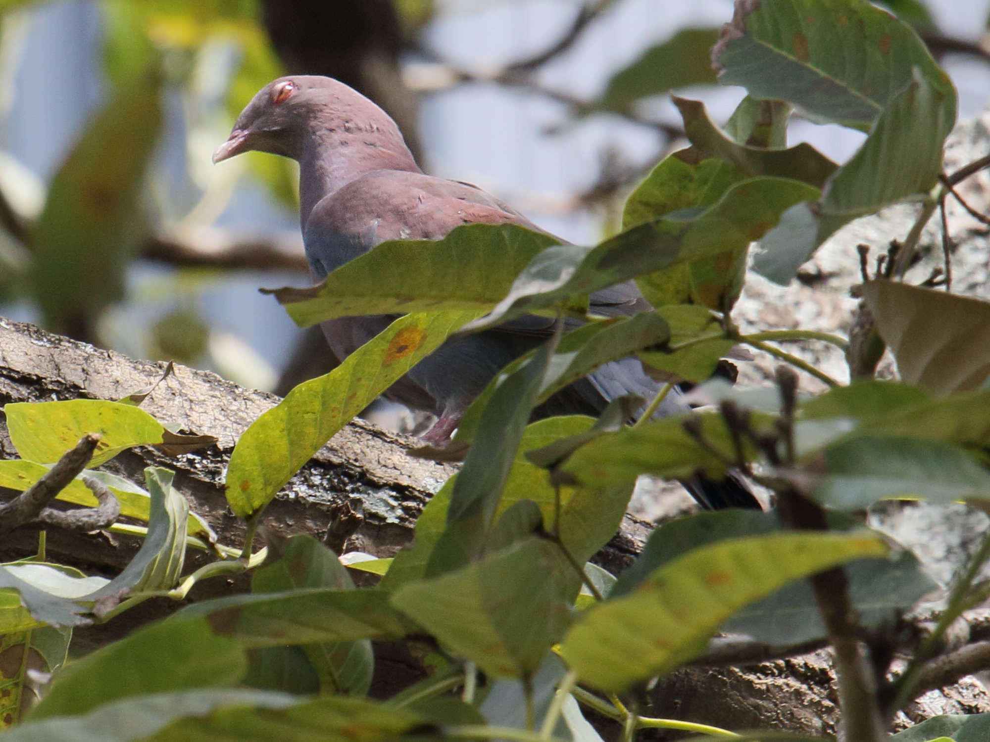 pigeon_a_bec_rouge_-_patagioenas_flavirostris2bd