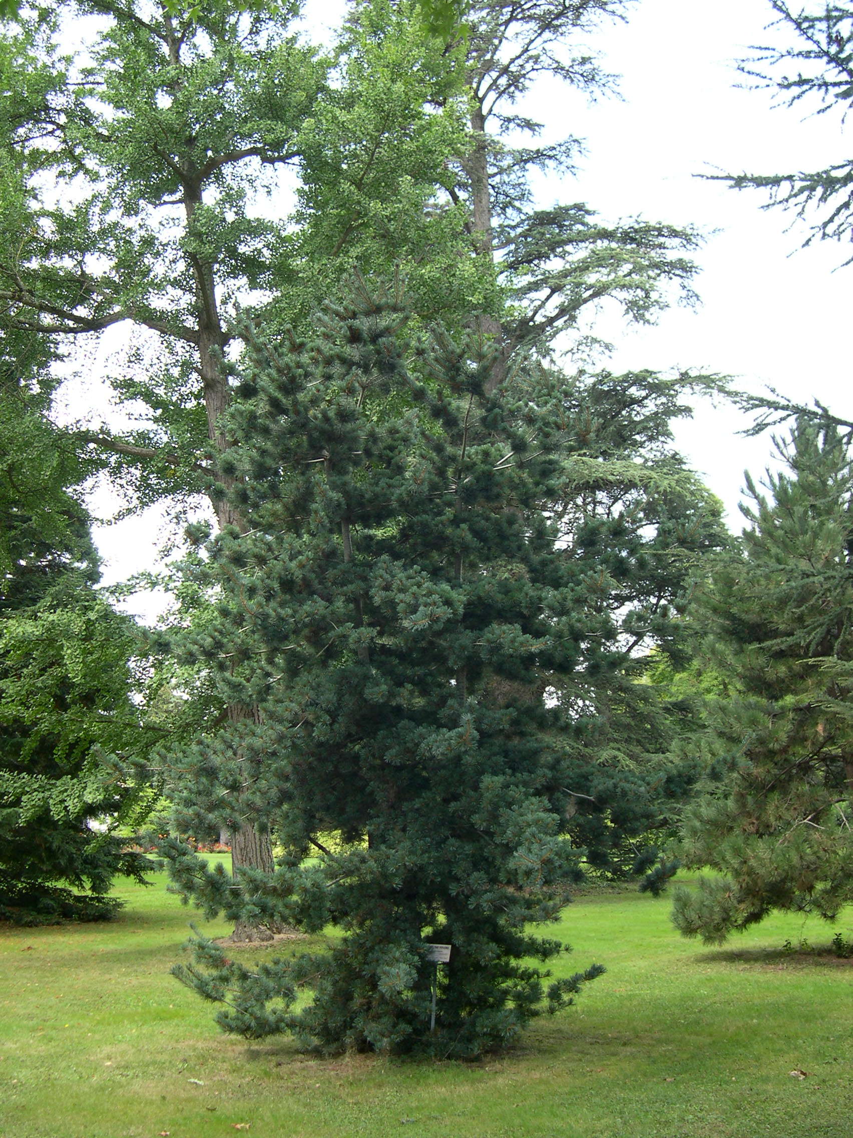 pinus_parviflora1md