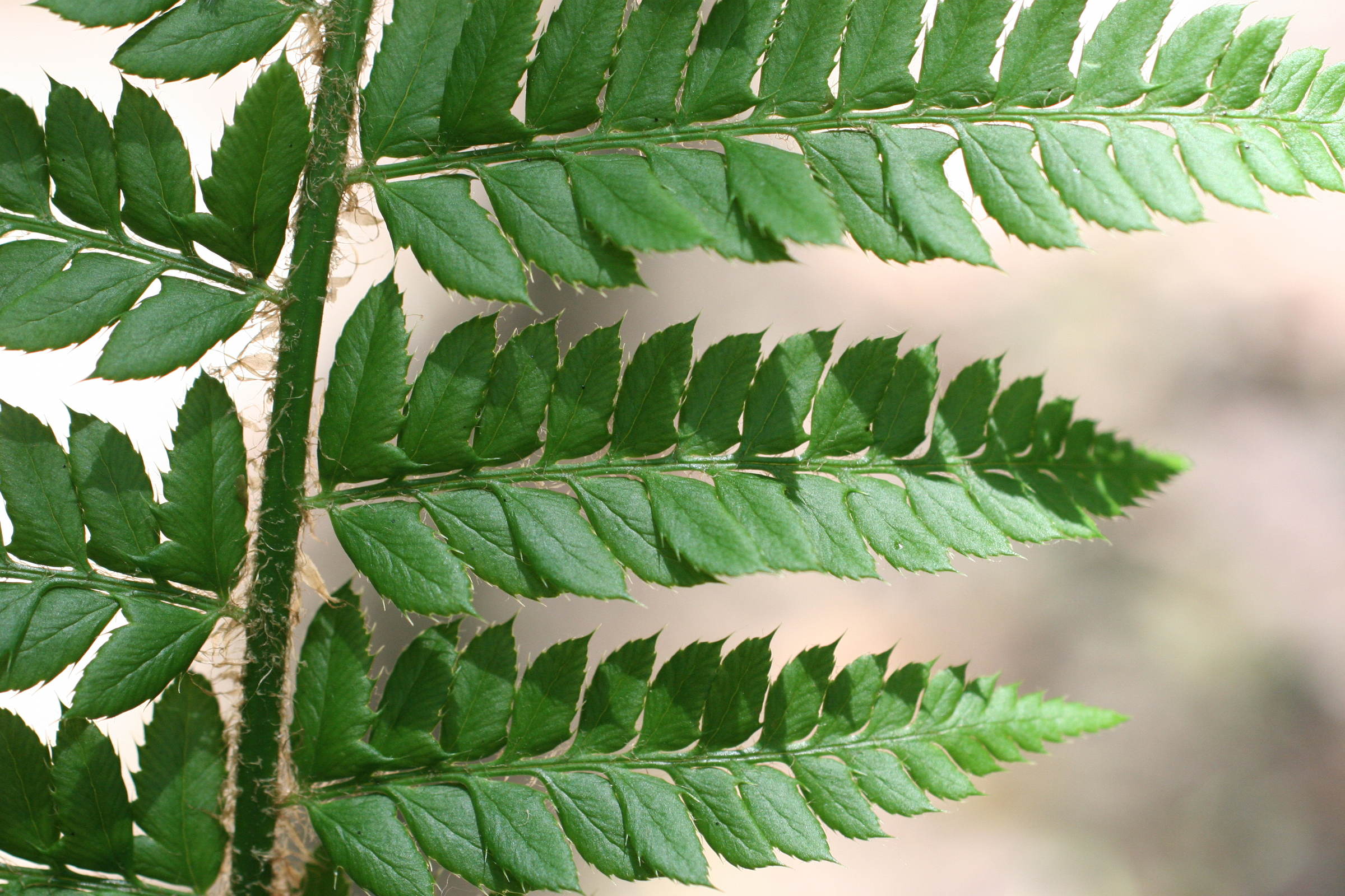 polystichum_aculeatum2md