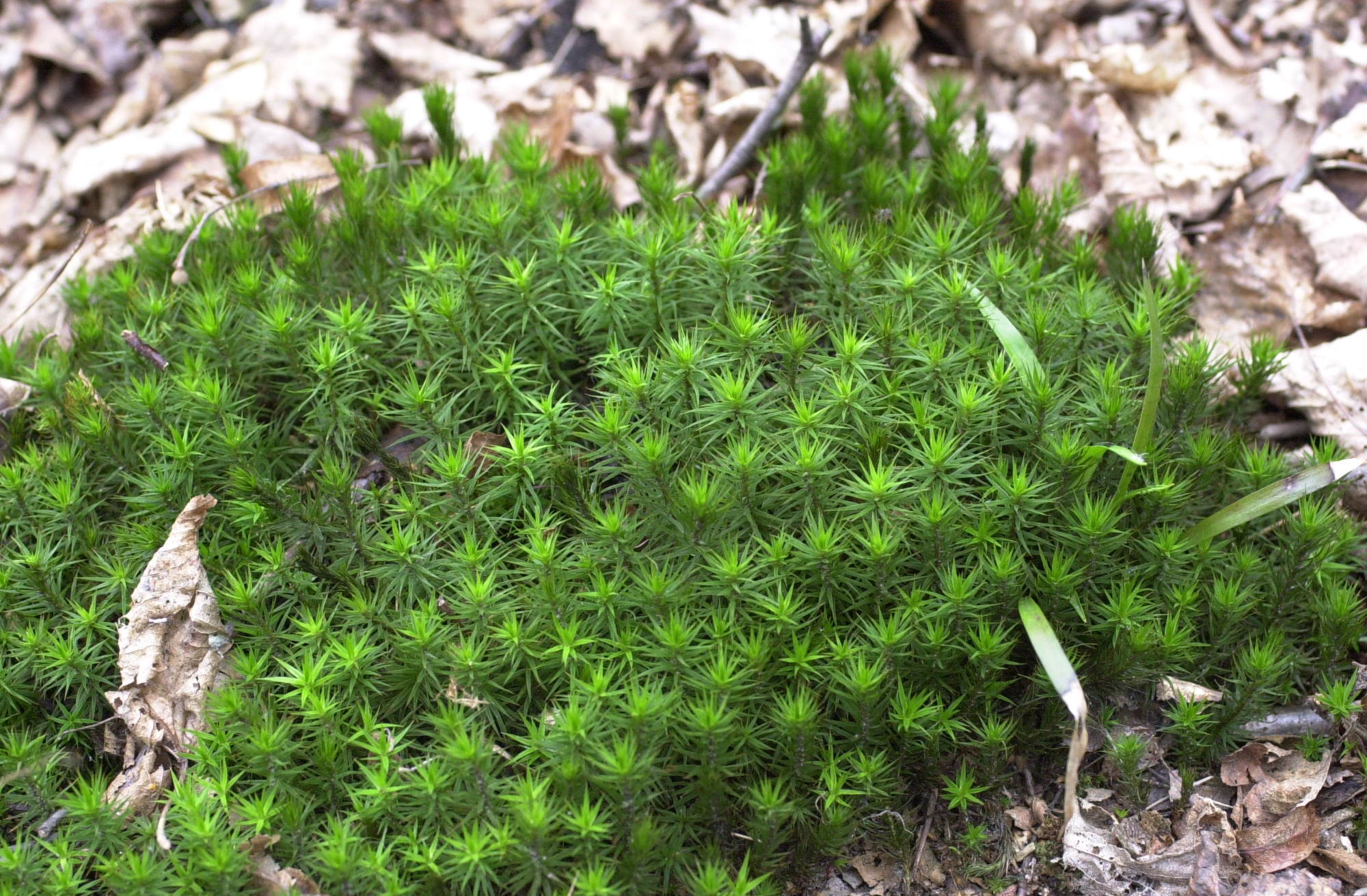 Afficher le média polytrichum_formosum1md polytrichum_formosum1md