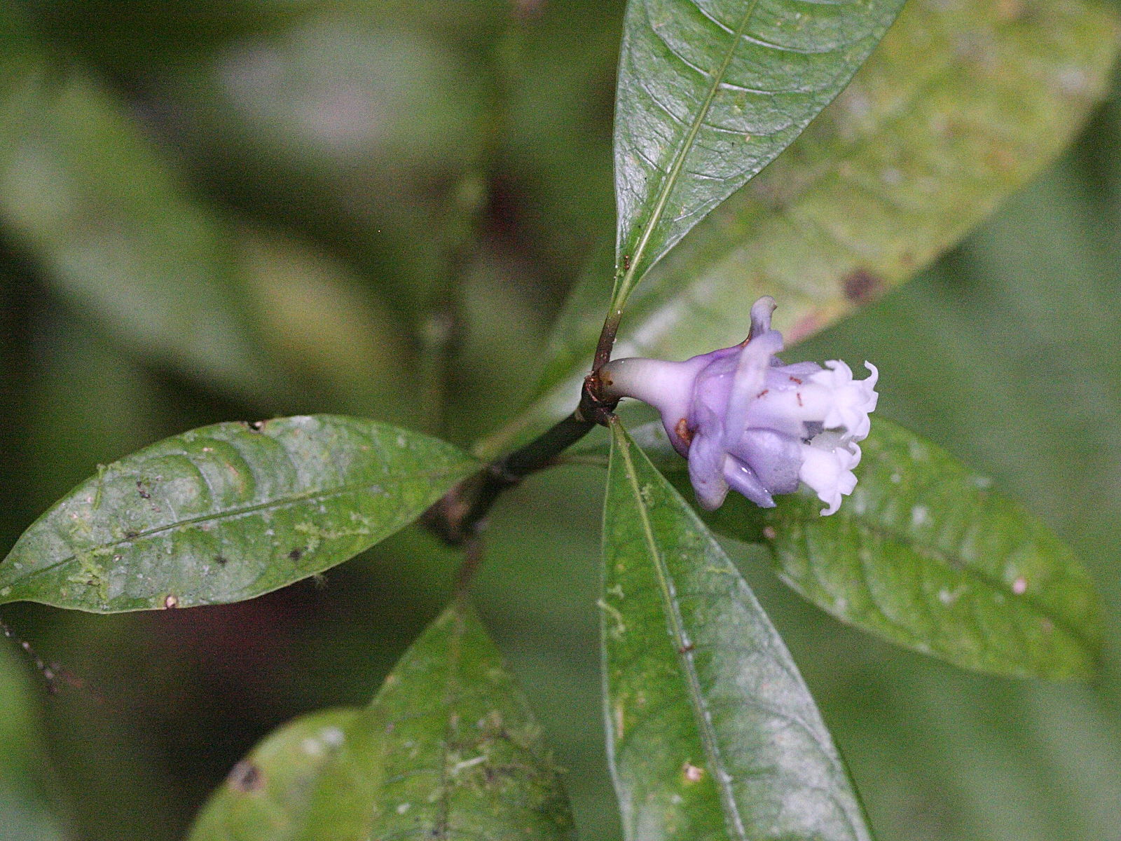 Afficher le média psychotria_urbaniana3md psychotria_urbaniana3md