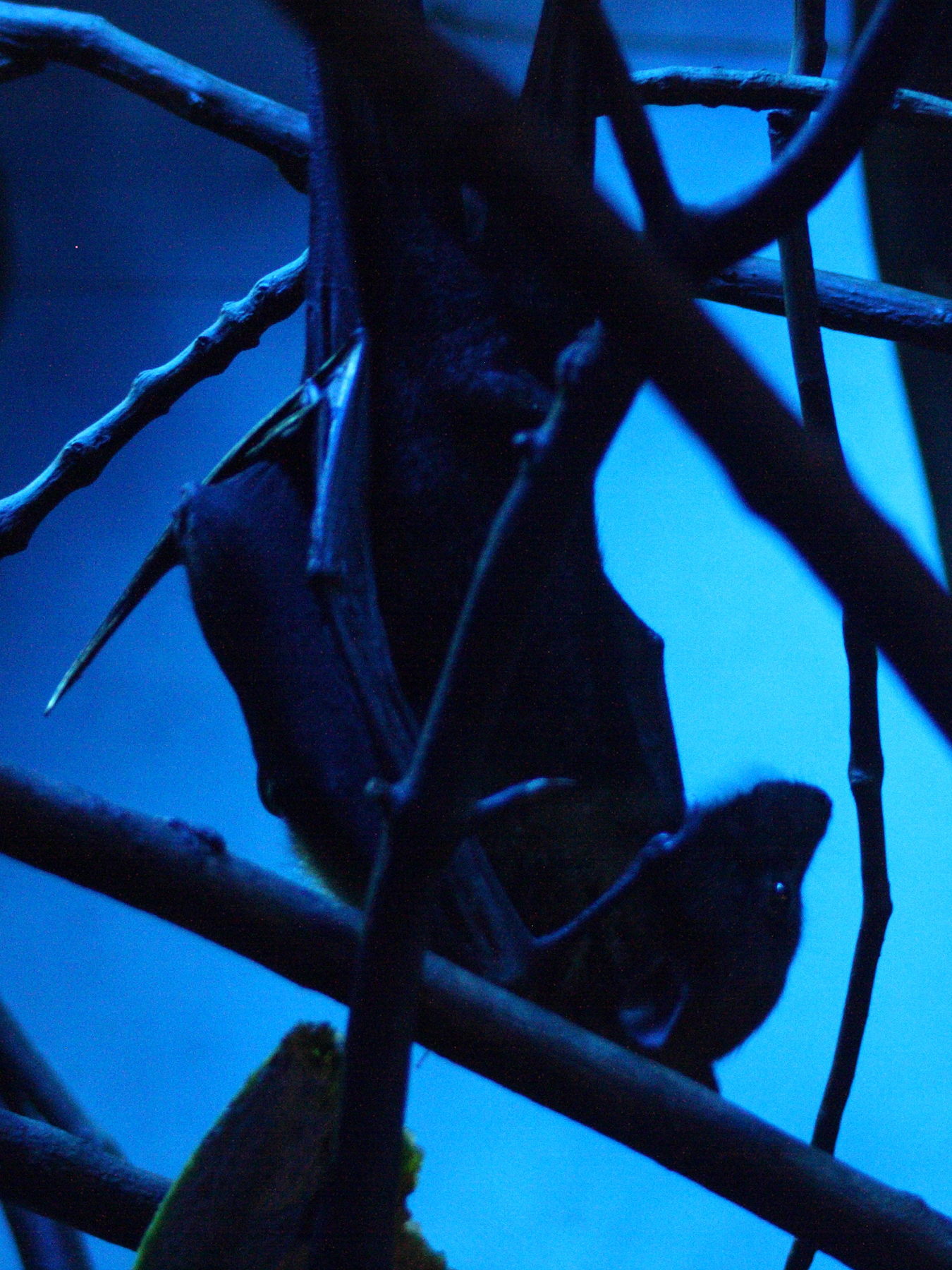 Afficher le média pteropus_lylei2amd pteropus_lylei2amd