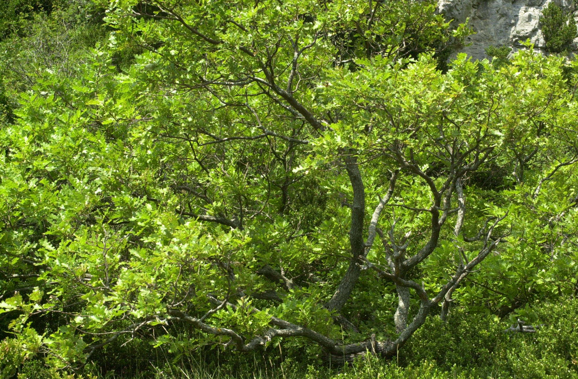 quercus_pubescens1md