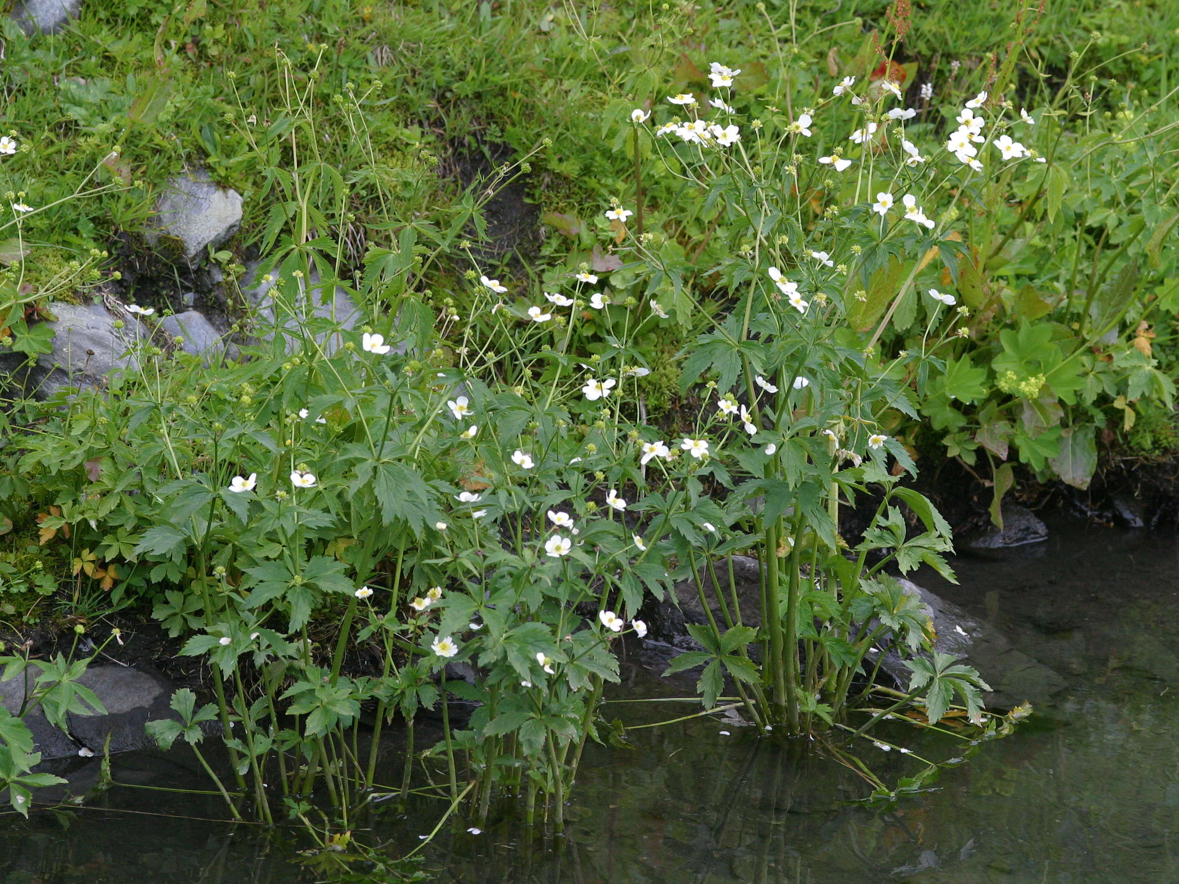 Afficher le média ranunculus_aconitifolius4md ranunculus_aconitifolius4md