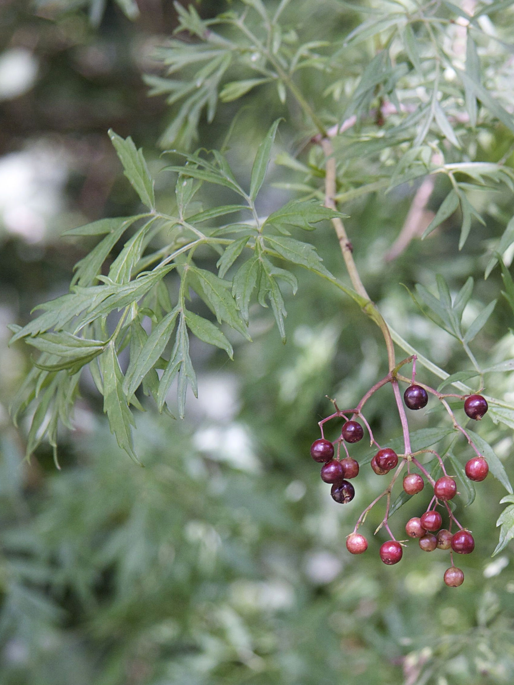 Afficher le média sambucus_nigra_laciniata3md sambucus_nigra_laciniata3md