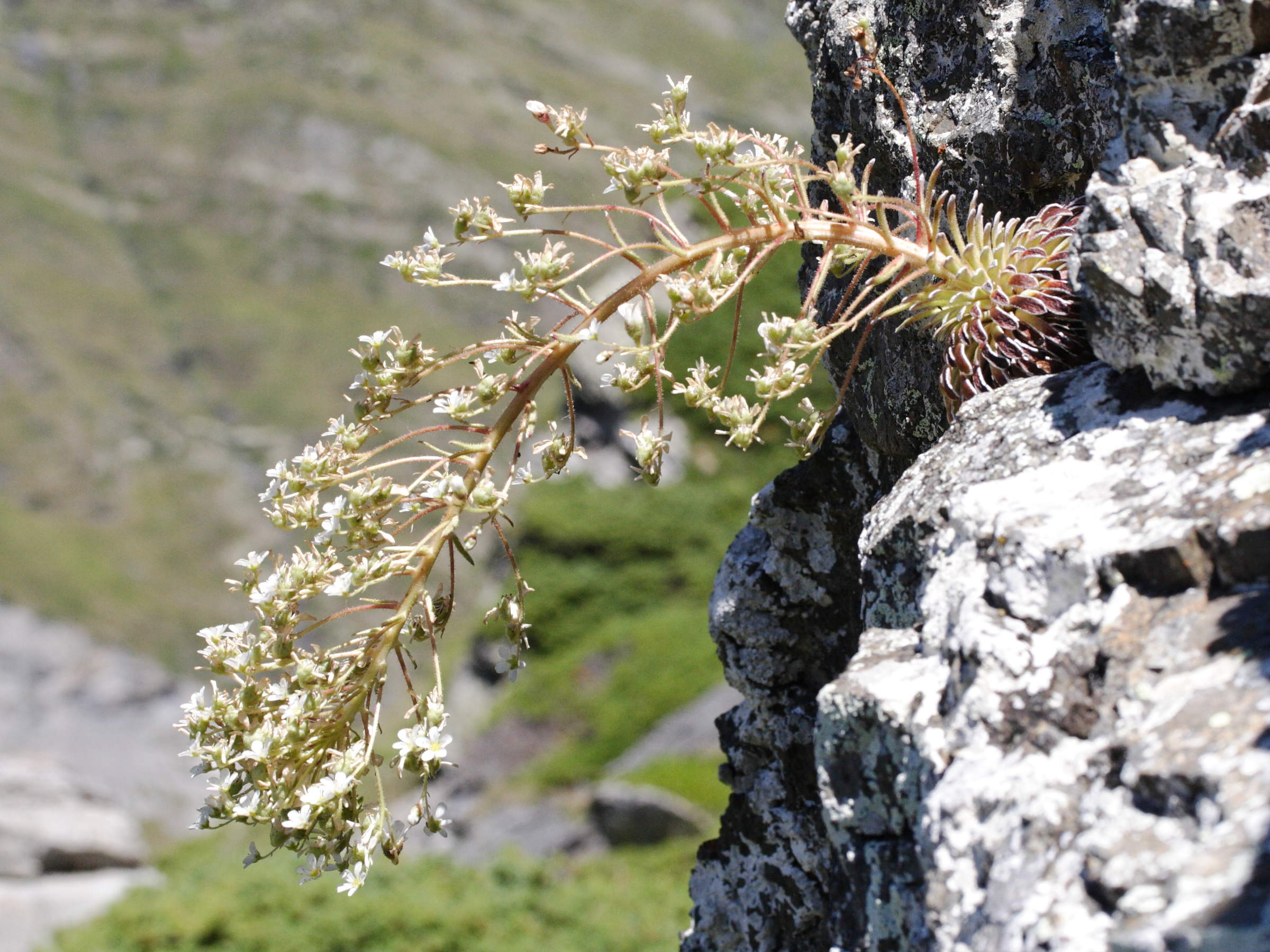 saxifraga_longifolia3md